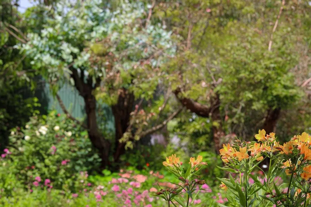 Garden view in Daysy Hill Country Cottages
