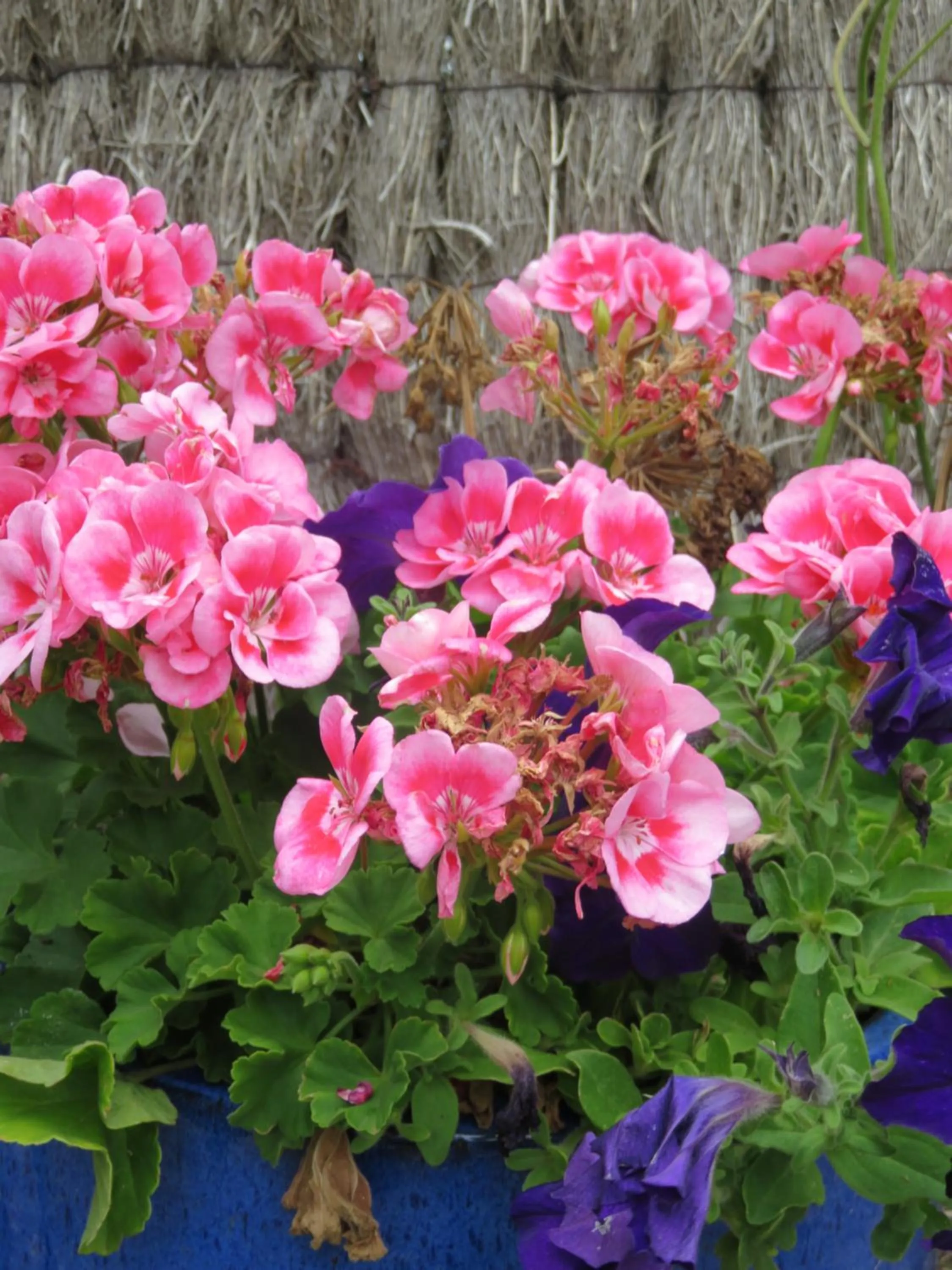 Garden in Port Campbell Motor Inn