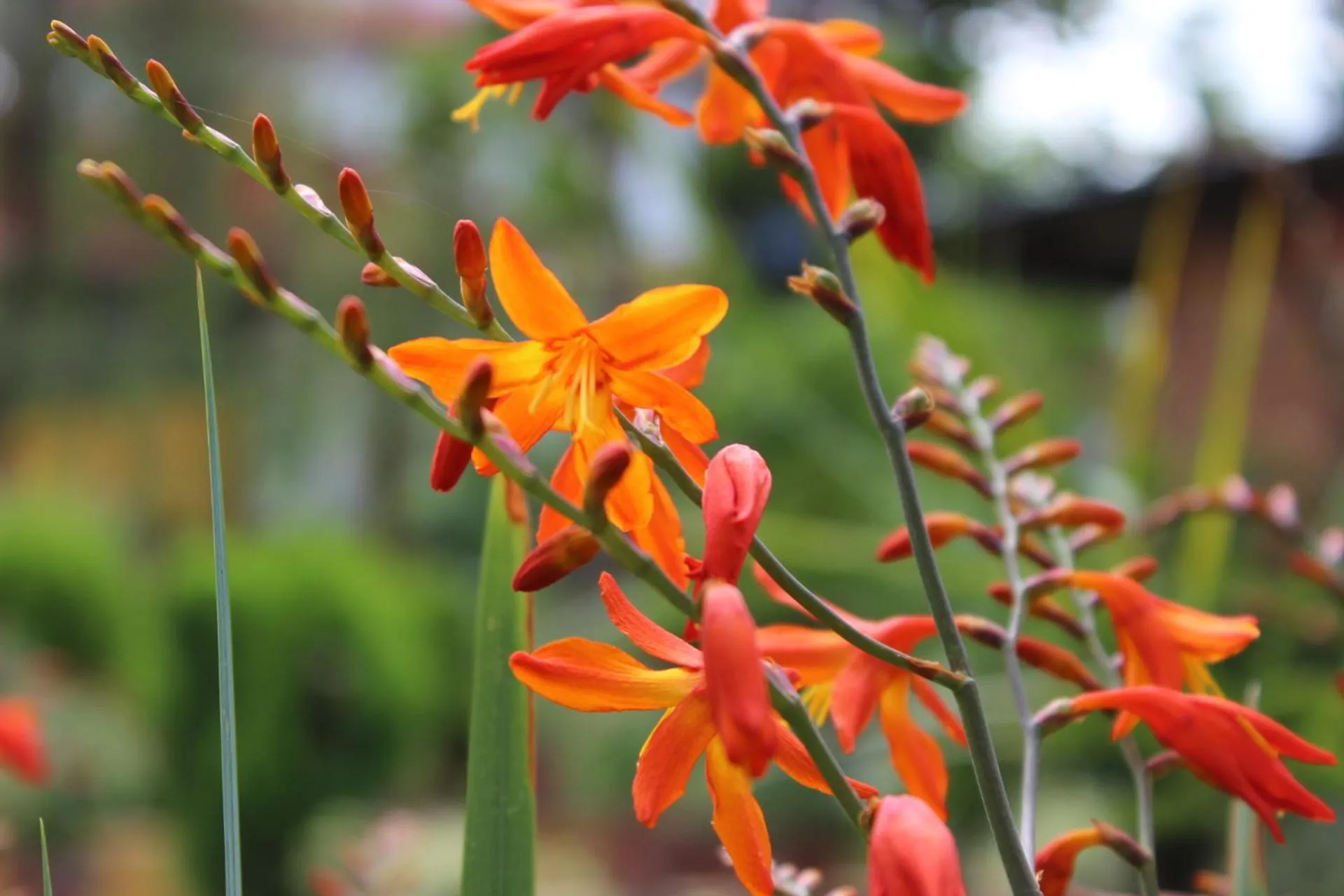 Garden in Royal Astoria Hotel