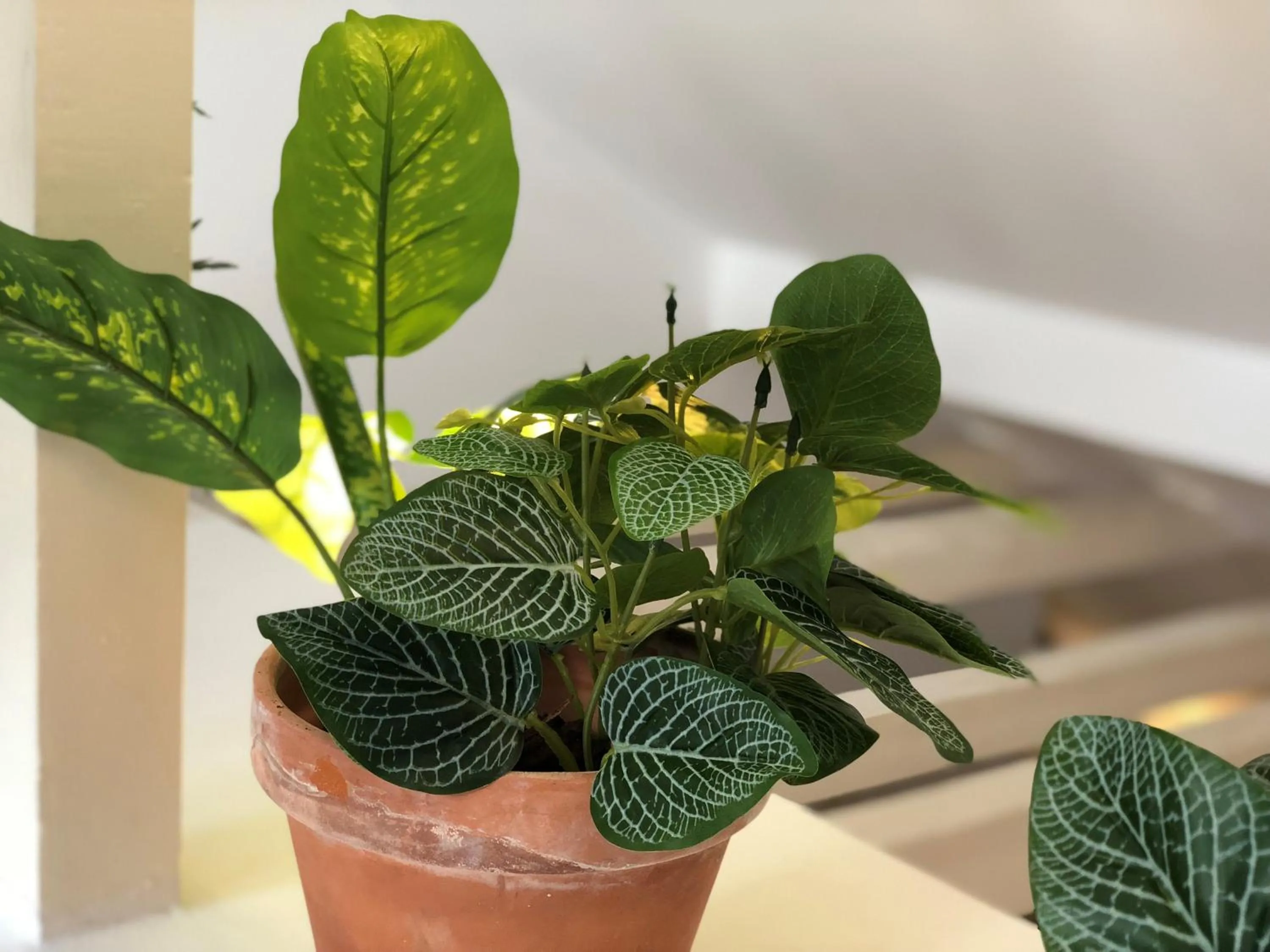 Botanic Views Guest House