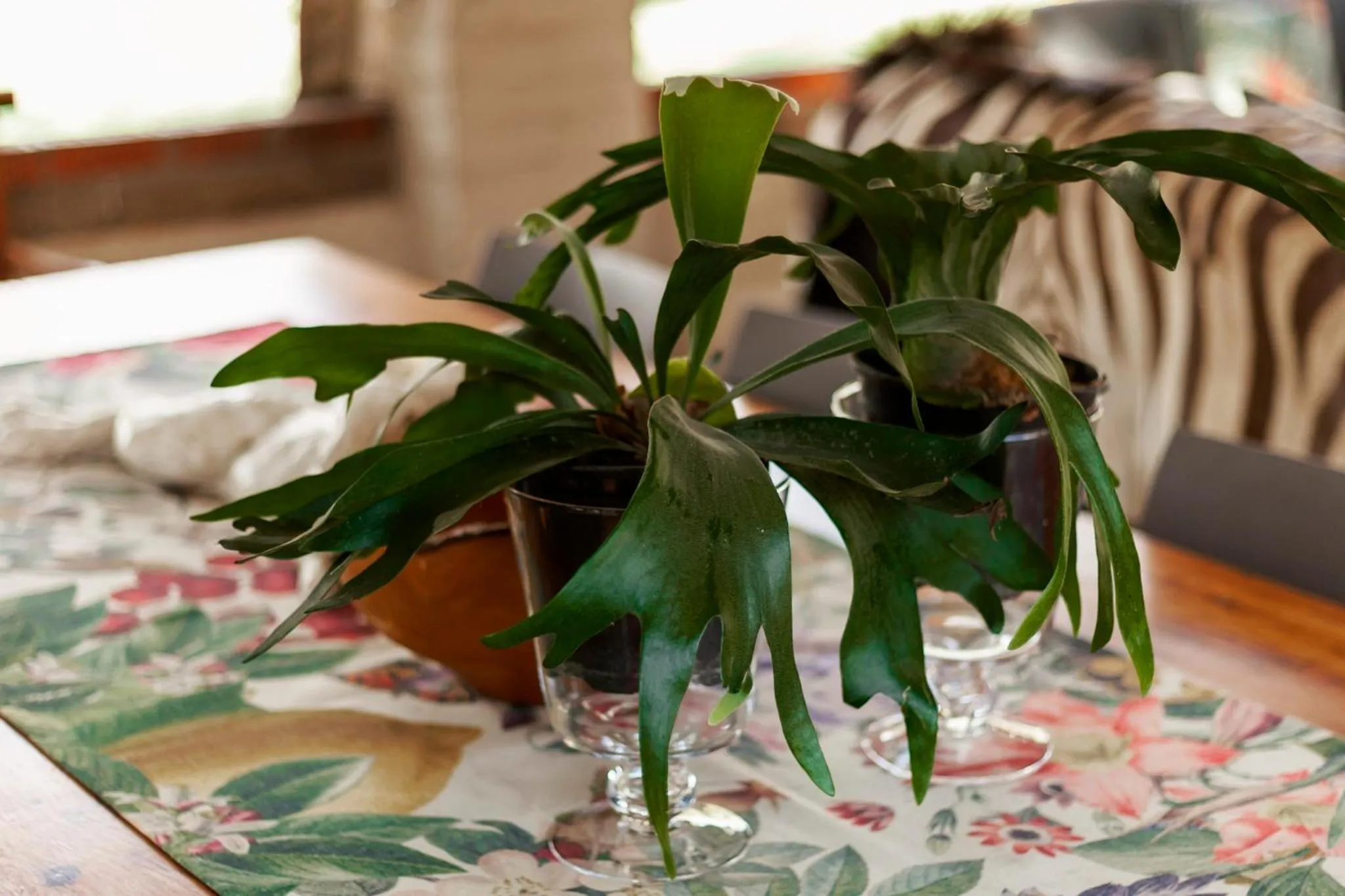 Town and Country Mpumalanga