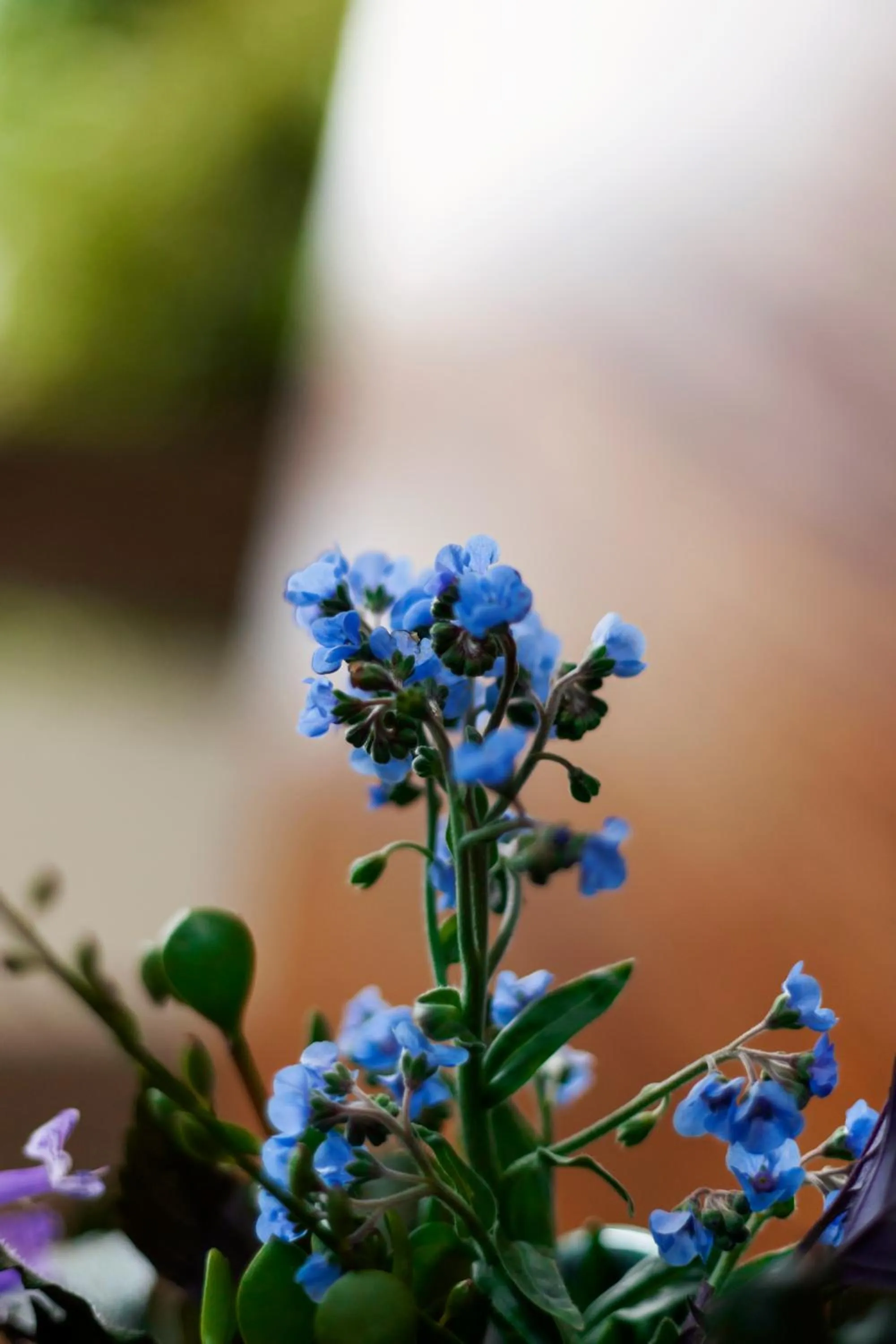 Town and Country Mpumalanga