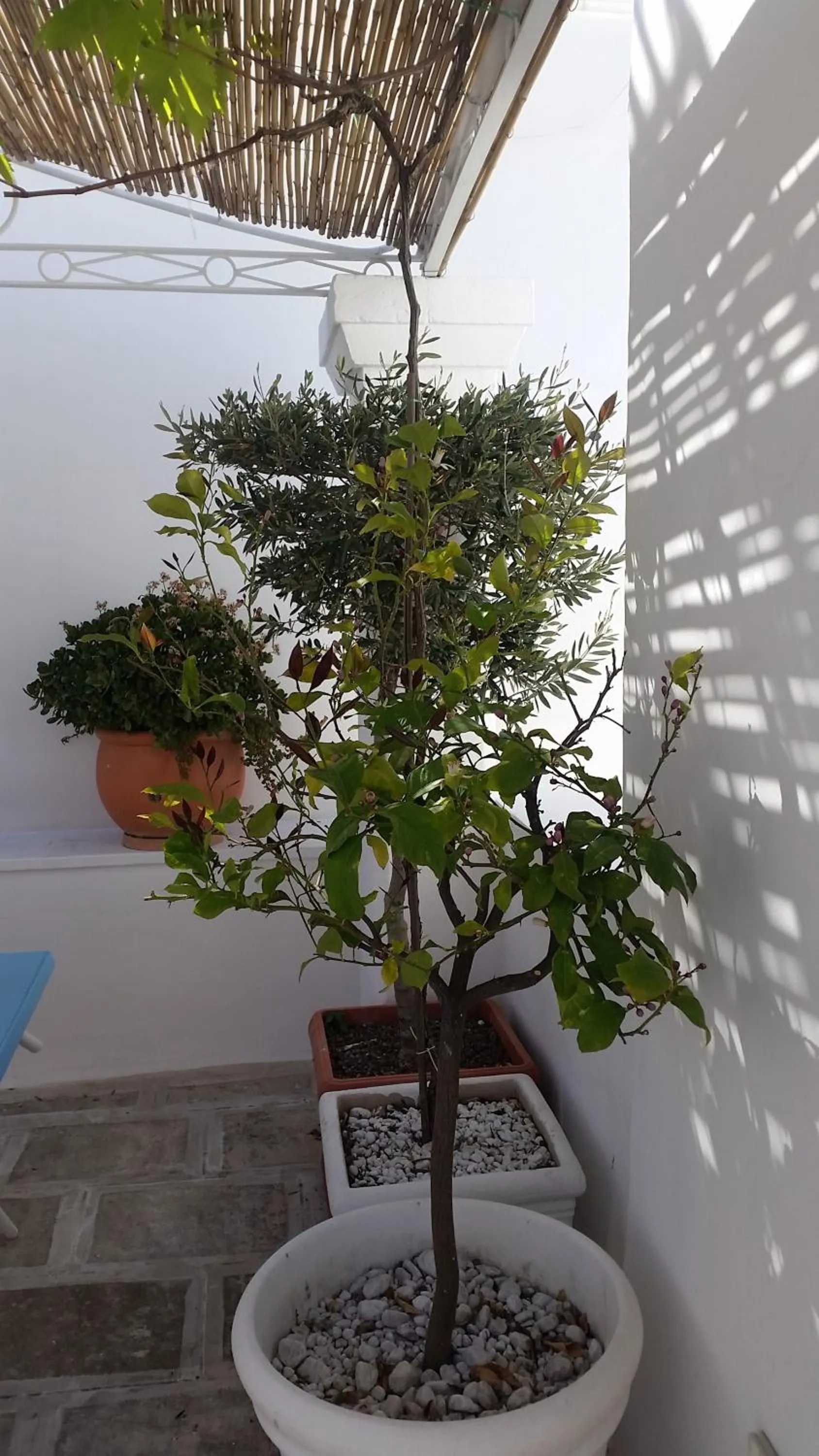 Balcony/Terrace in B&B La Porta Vecchia