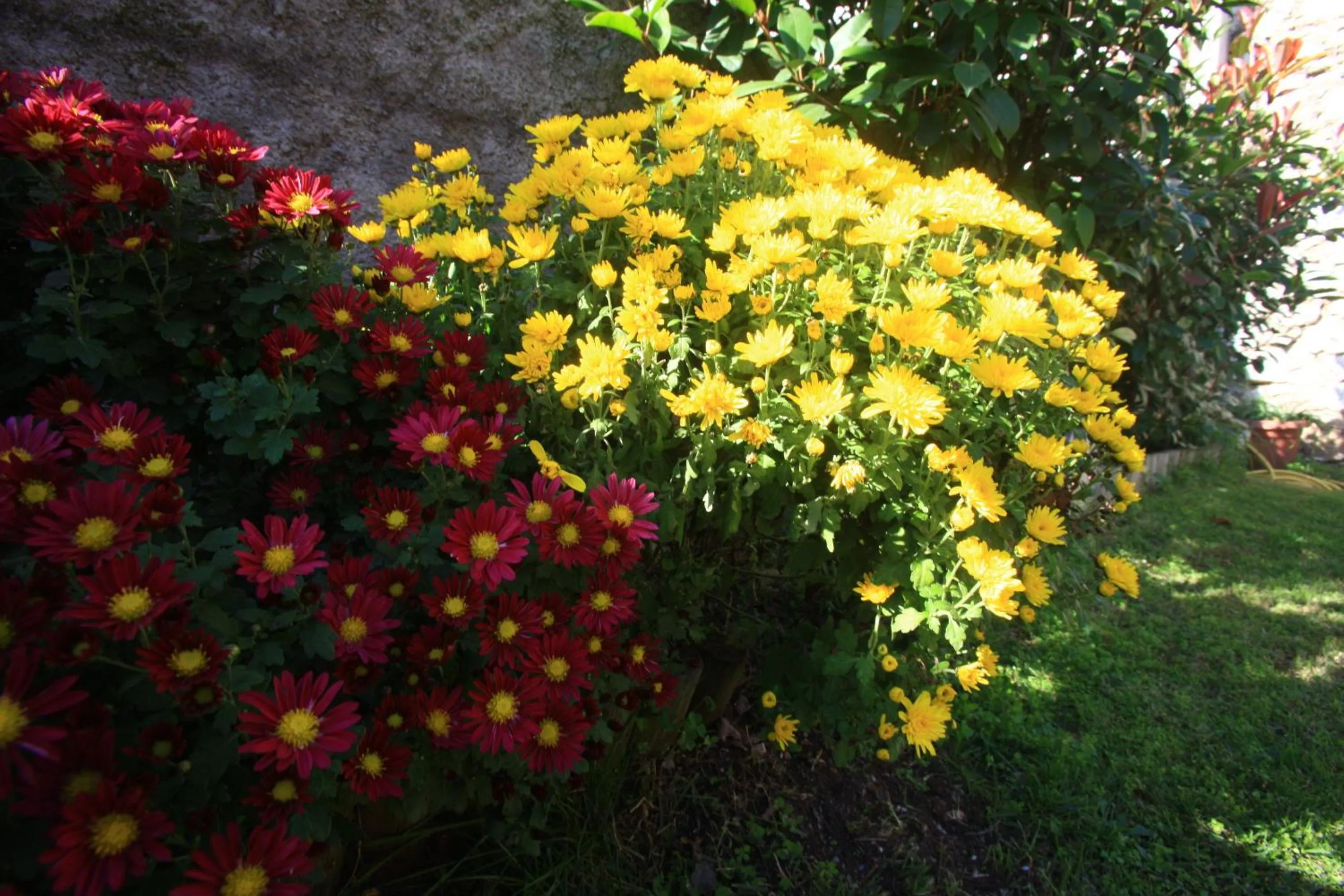 Garden in Pansion Rose