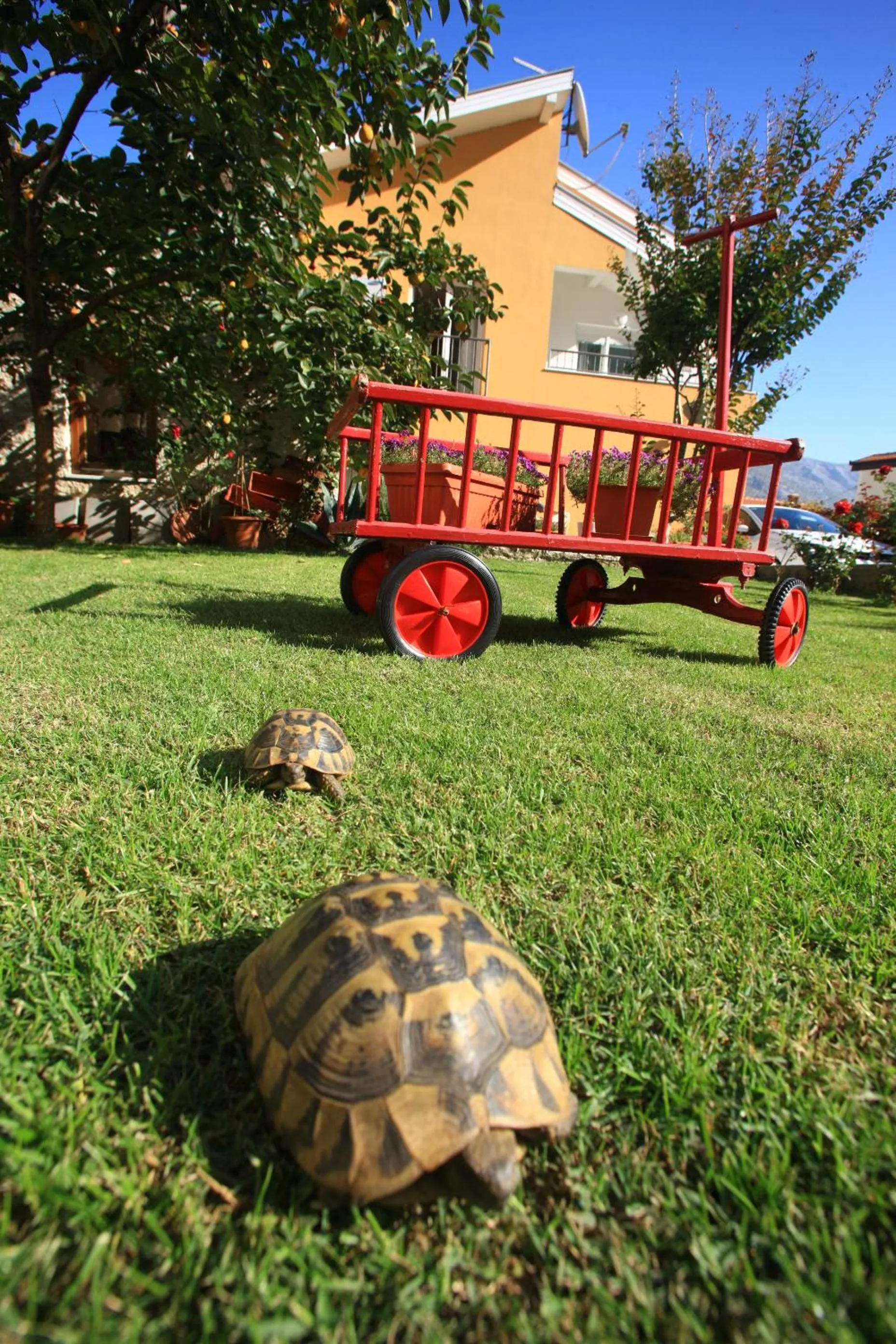 Garden in Pansion Rose