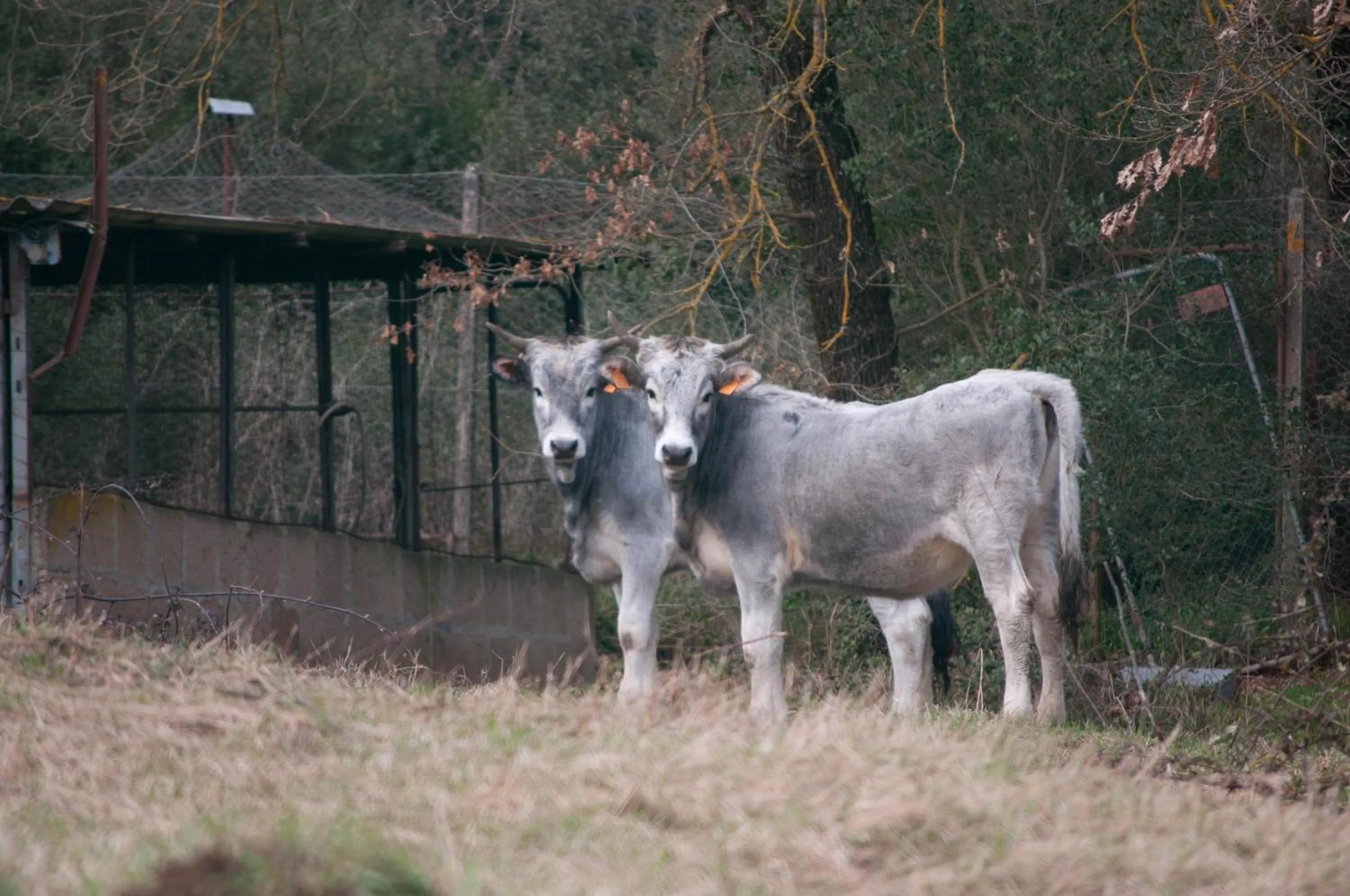 Other in Tenuta Casabianca