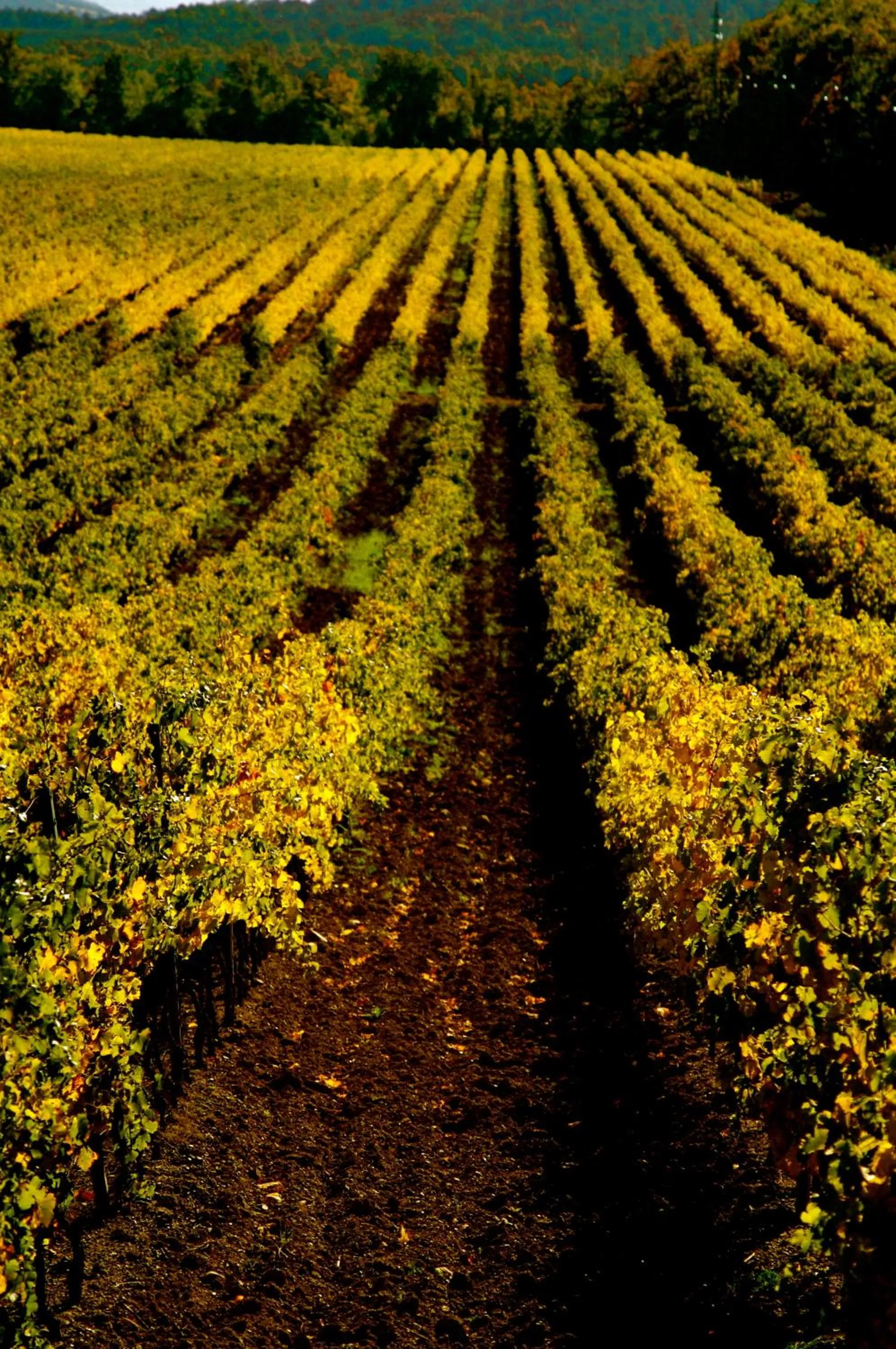 View (from property/room) in Tenuta Casabianca