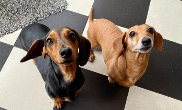 Pets in Kurrajong House