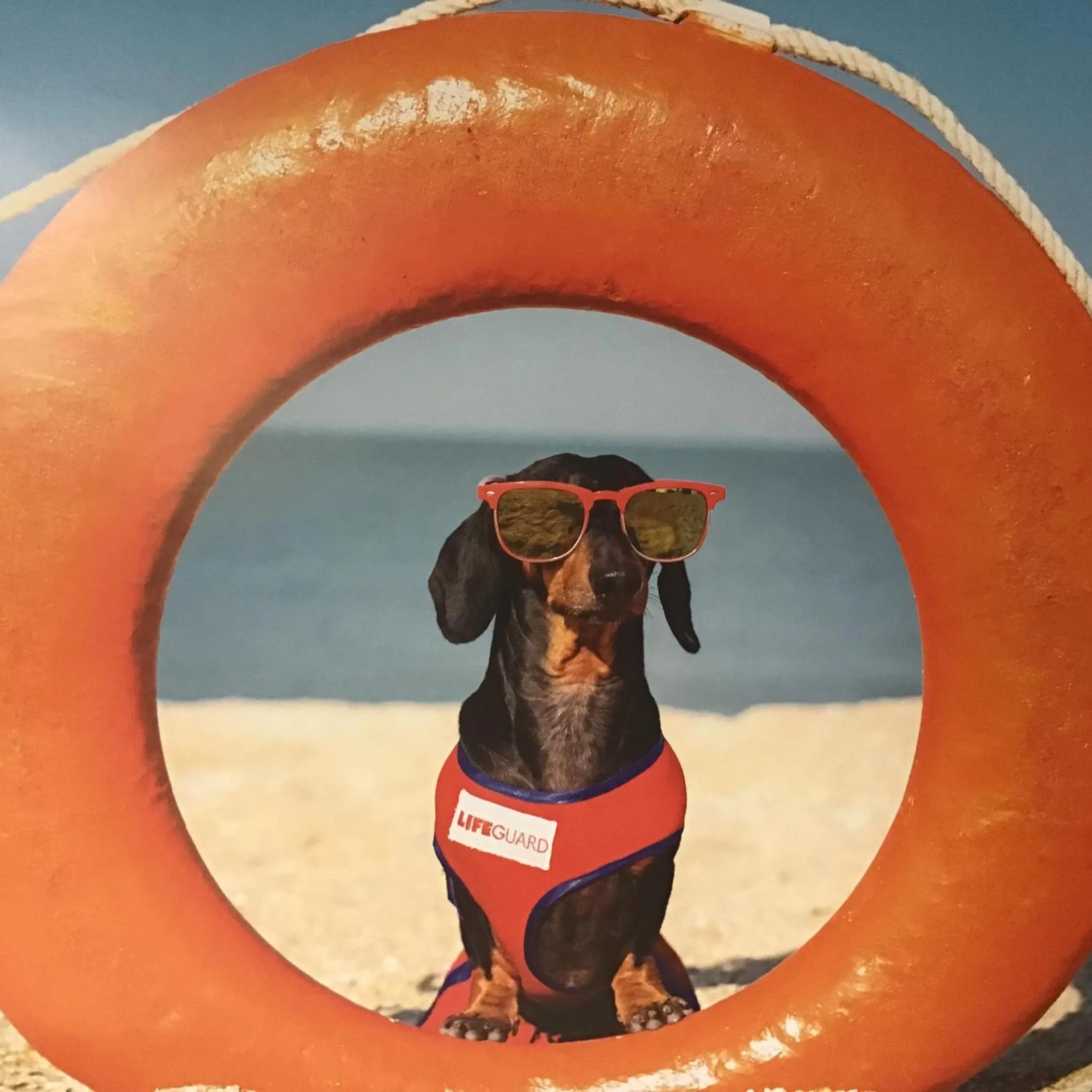 Pets in Kurrajong House