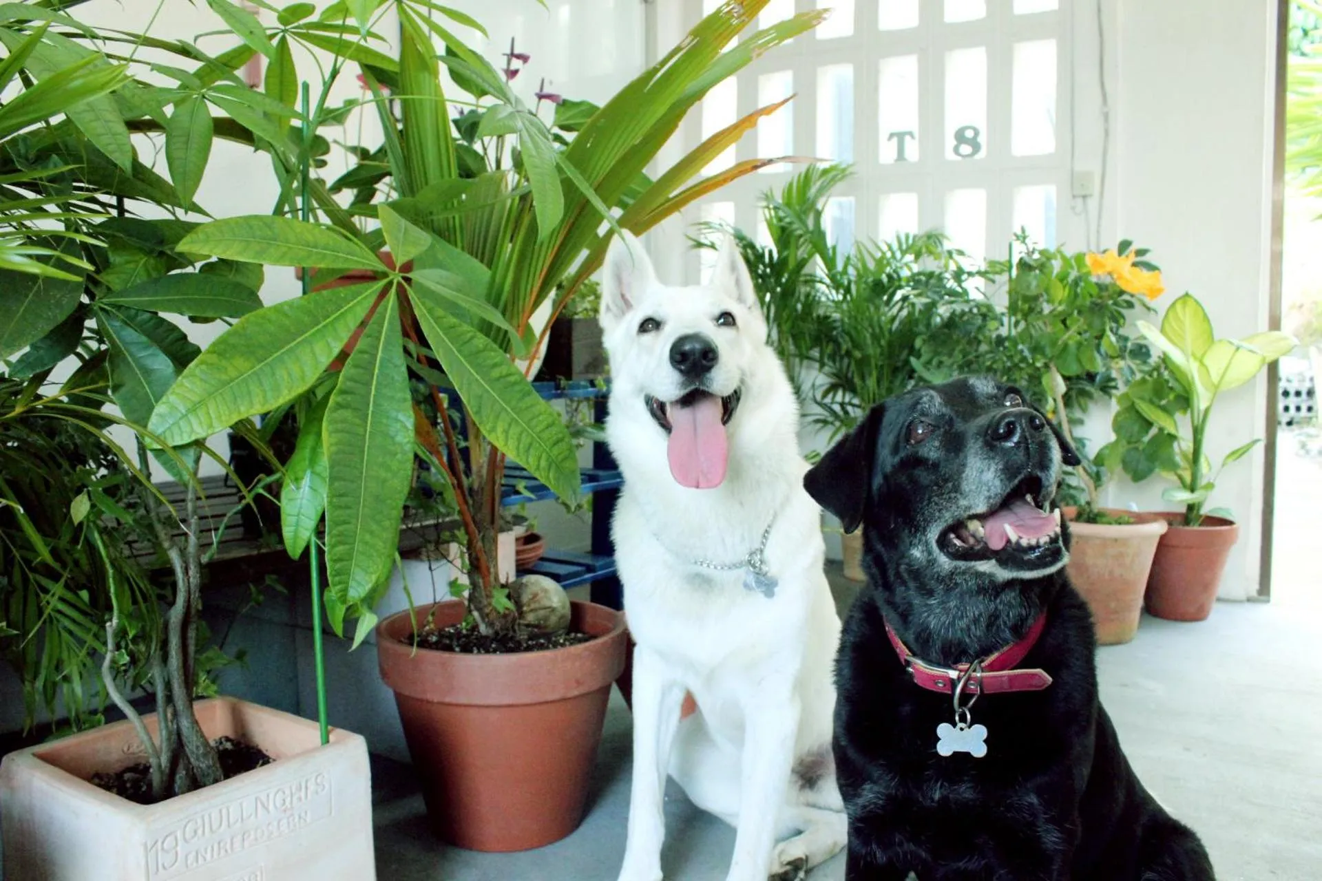 Other in Okinawan. Sweet Home. T-8