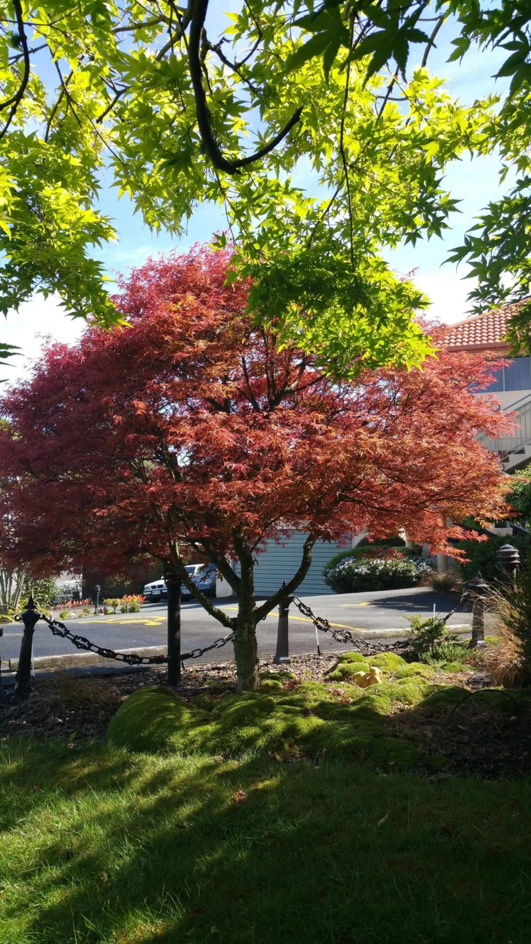 Garden in Abelia Motor Lodge
