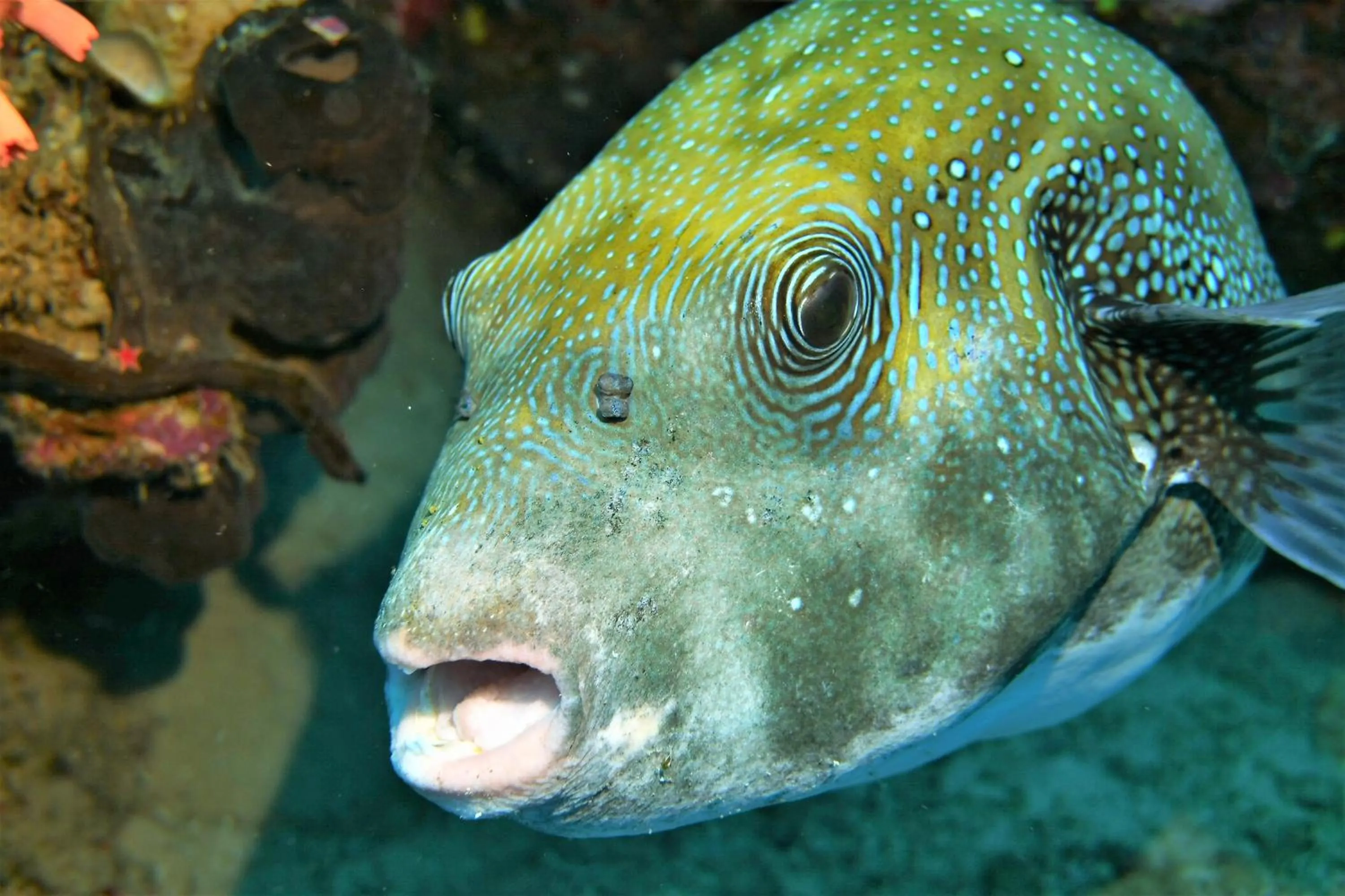 Diving in Bunaken Sea Garden Resort