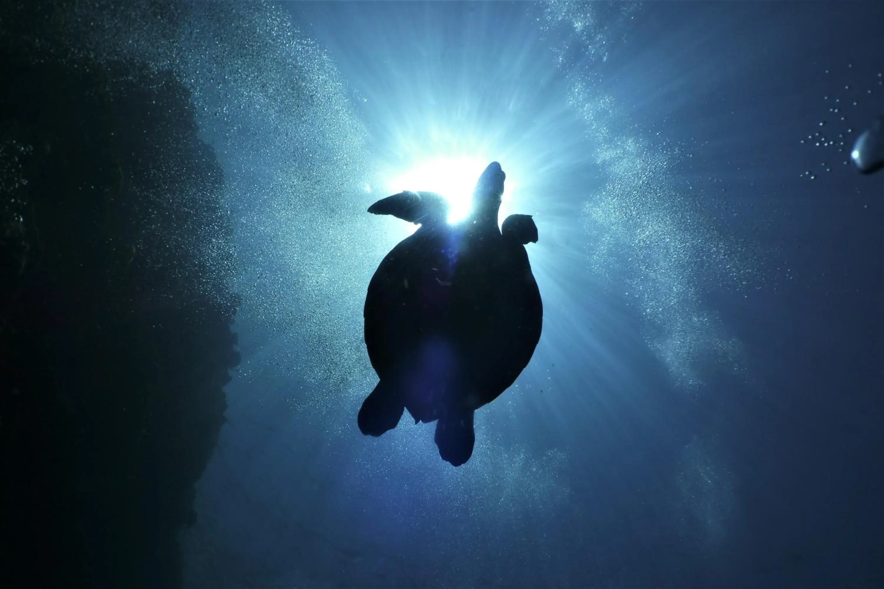 Diving in Bunaken Sea Garden Resort