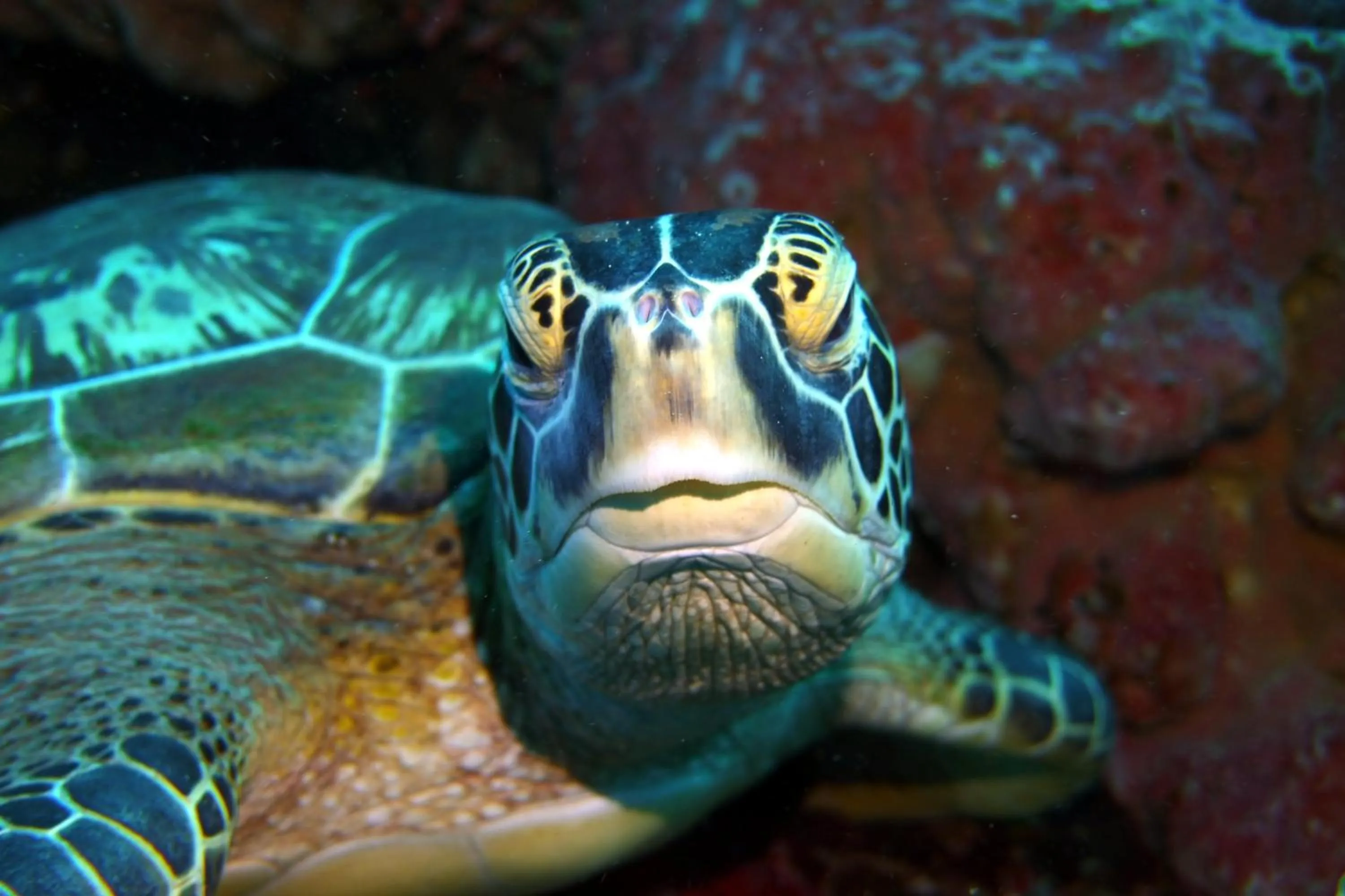 Diving in Bunaken Sea Garden Resort