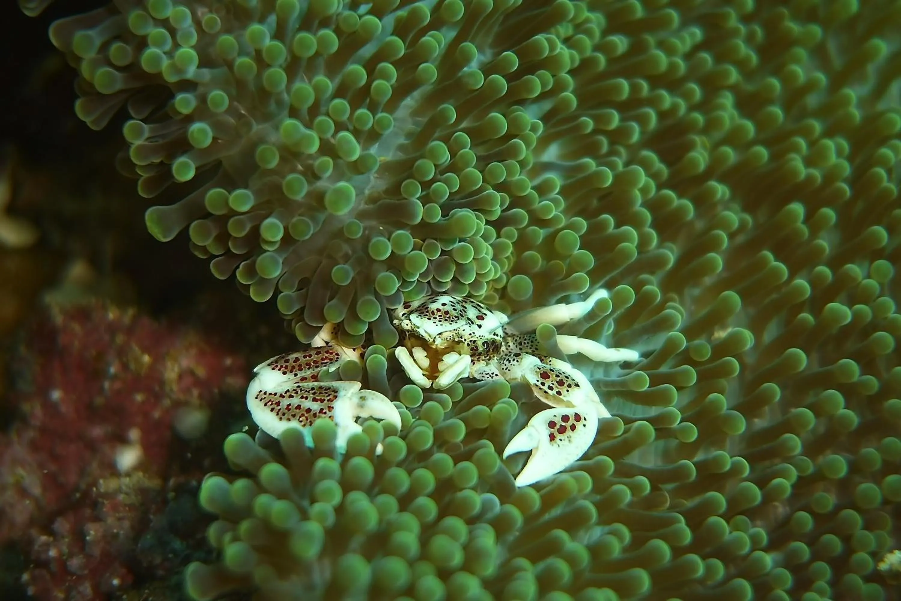 Diving in Bunaken Sea Garden Resort