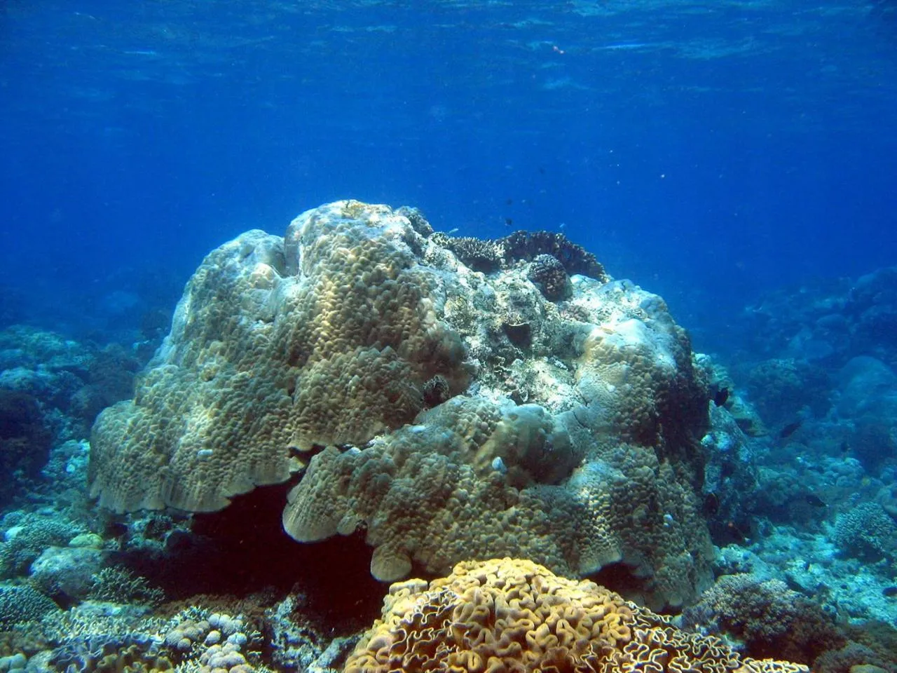 Natural landscape in Bunaken Sea Garden Resort