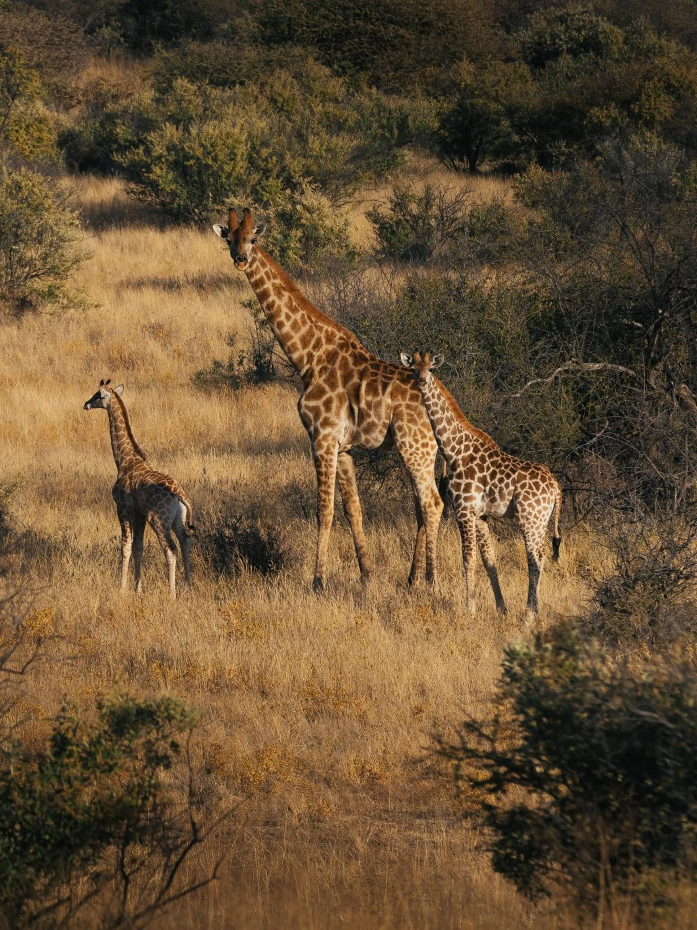 Natural landscape in Zannier Omaanda
