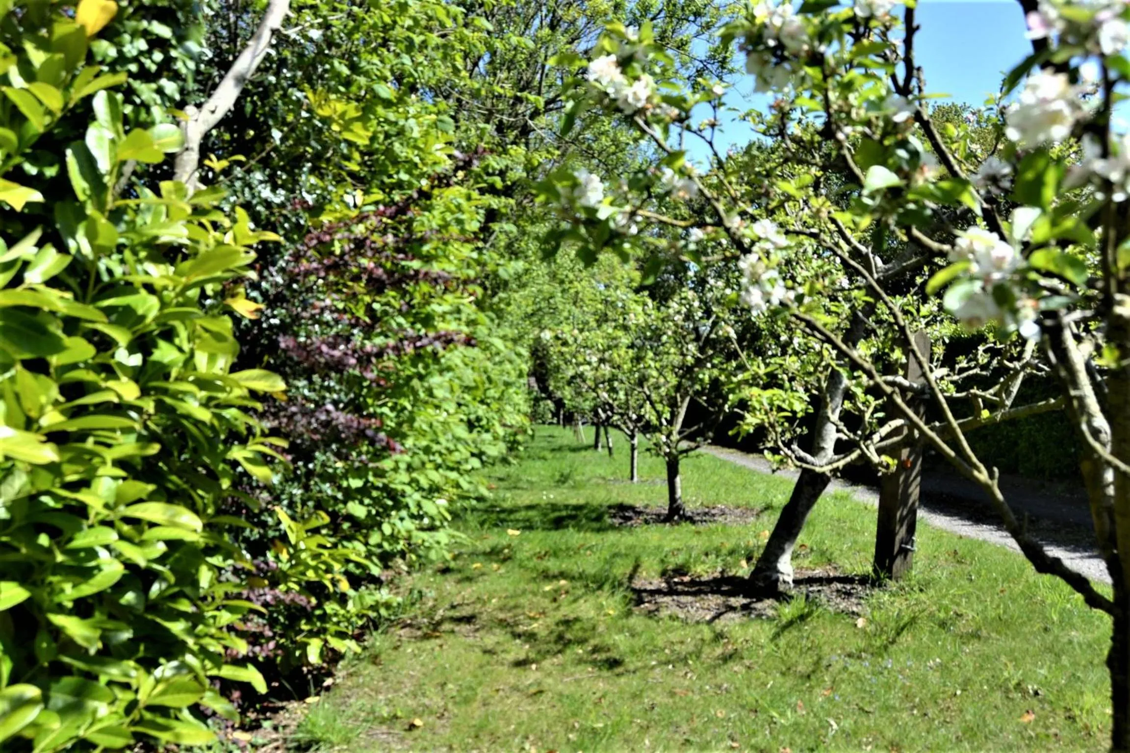 Garden in Brookfields