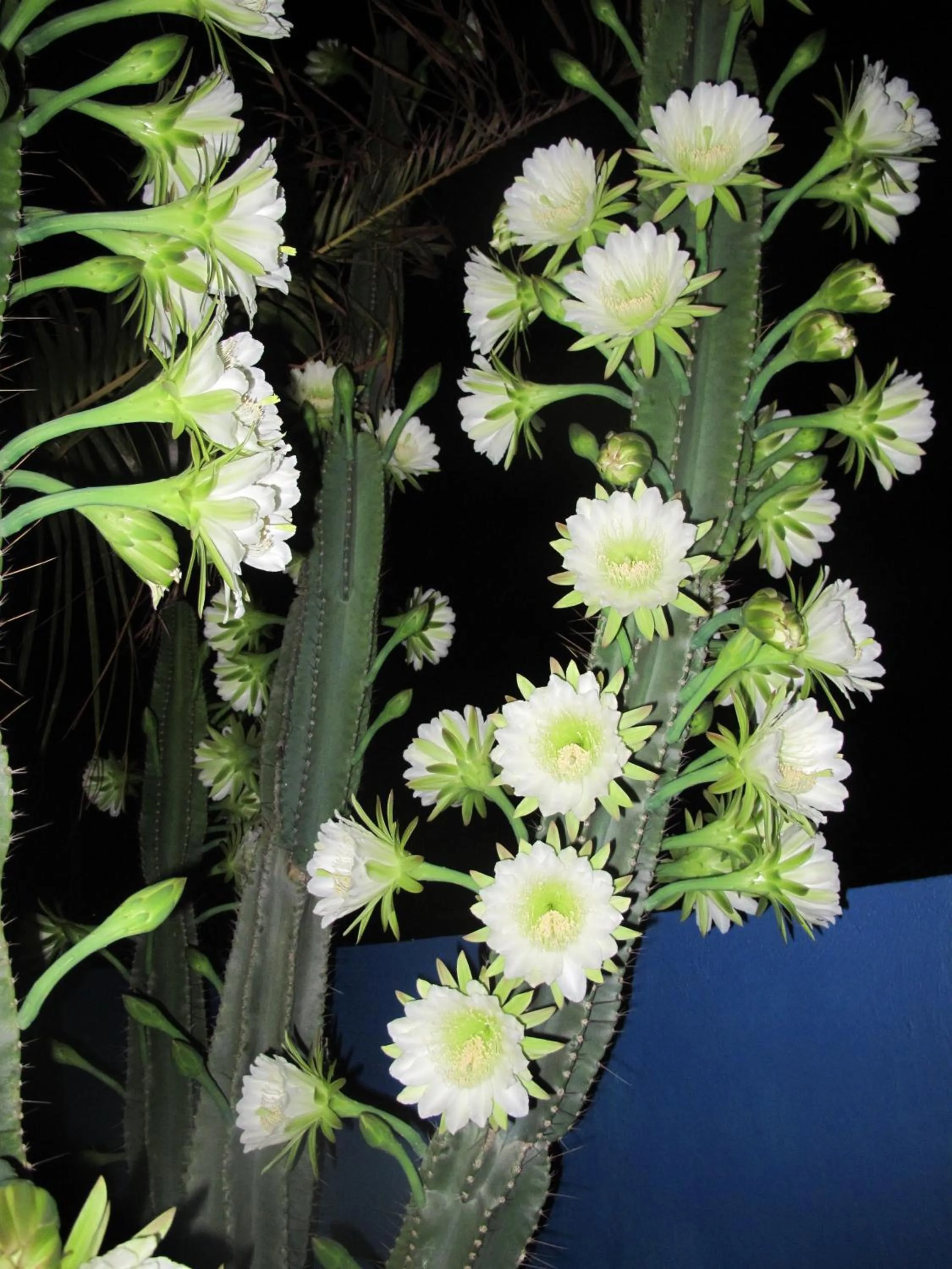 Natural landscape in Caribbean Chillout Apartments