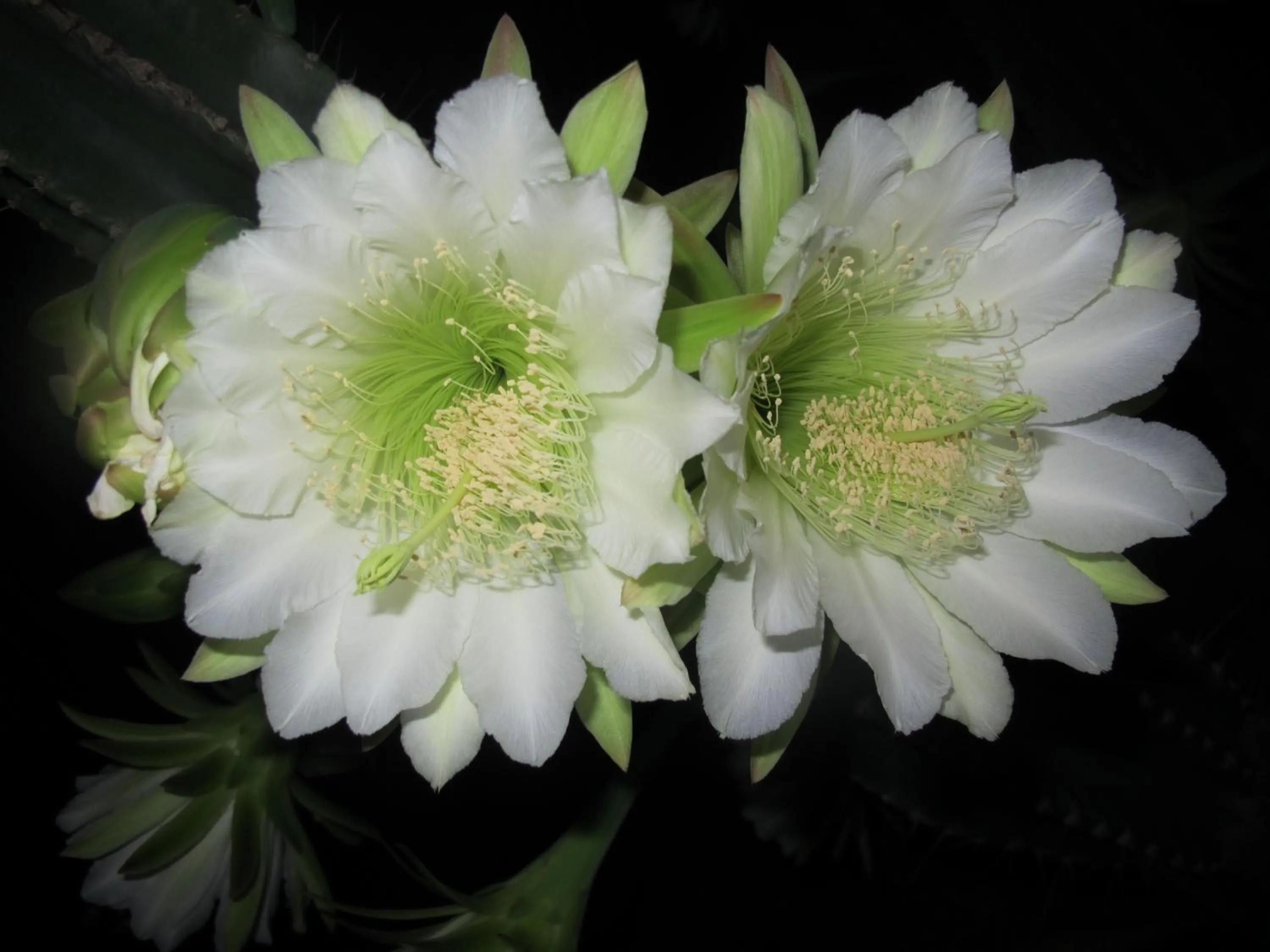 Other in Caribbean Chillout Apartments