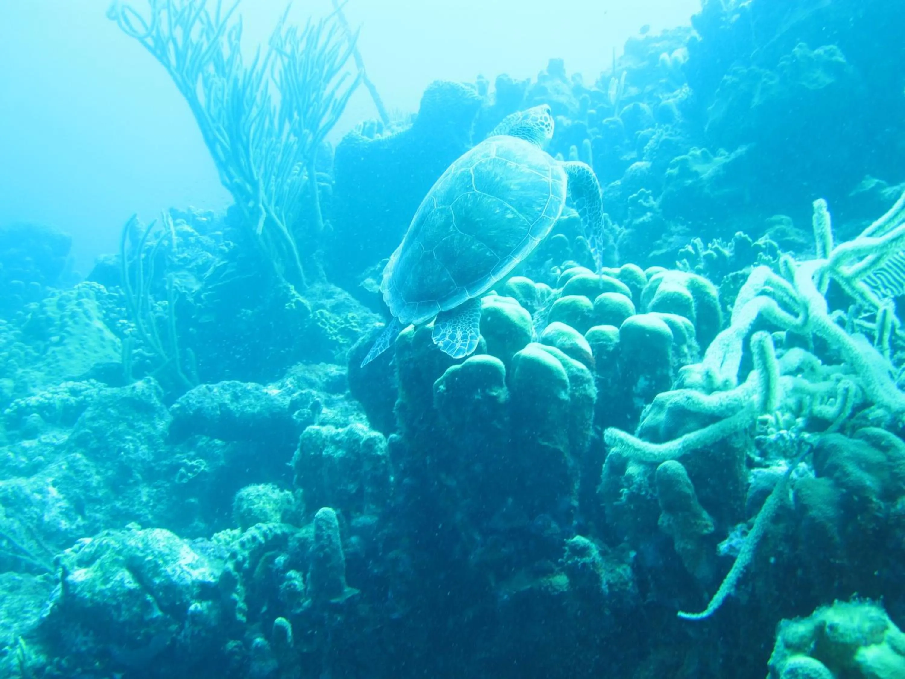 Diving in Caribbean Chillout Apartments