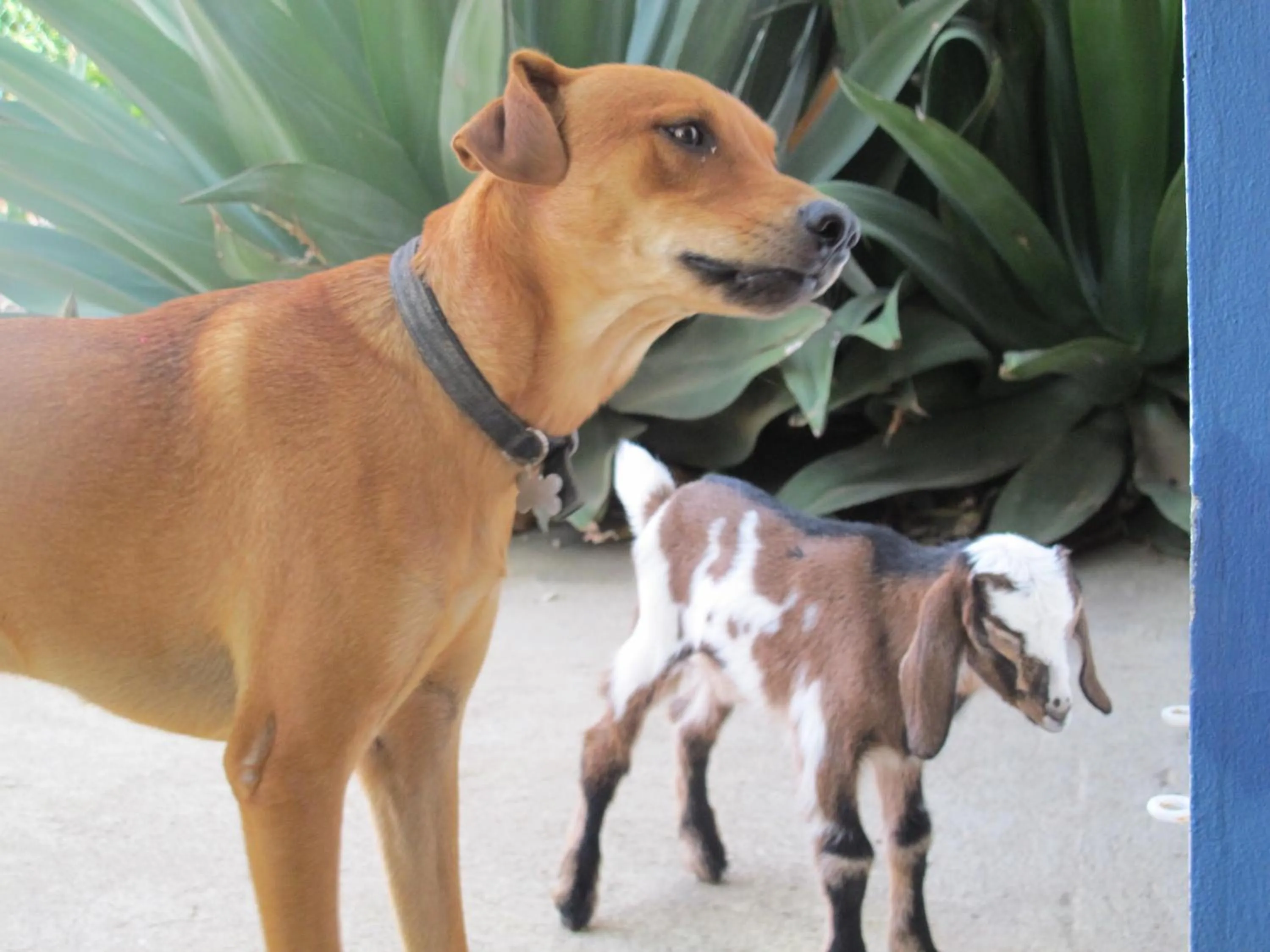 Pets in Caribbean Chillout Apartments