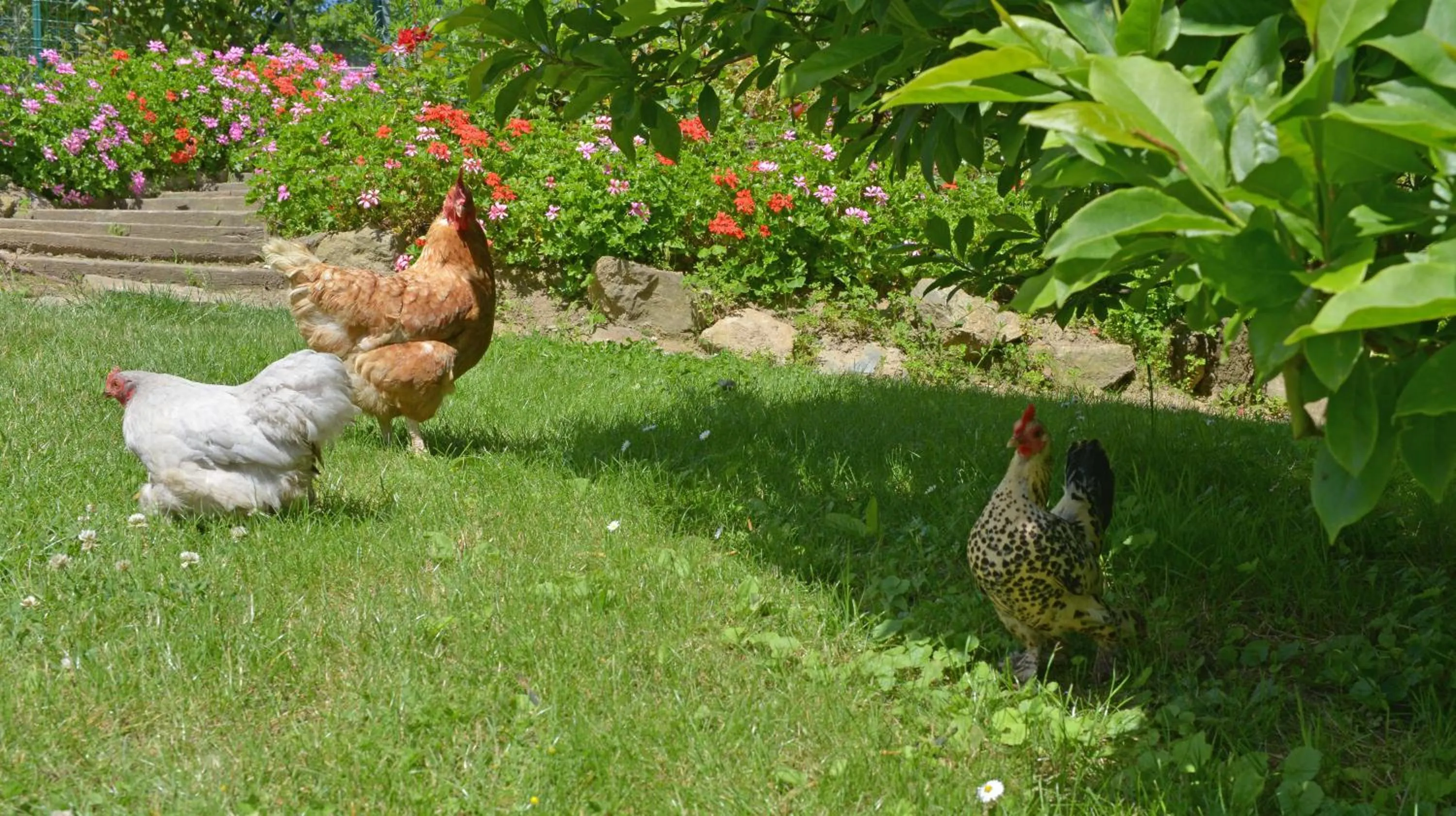 Animals in Hostellerie de la Motte jean