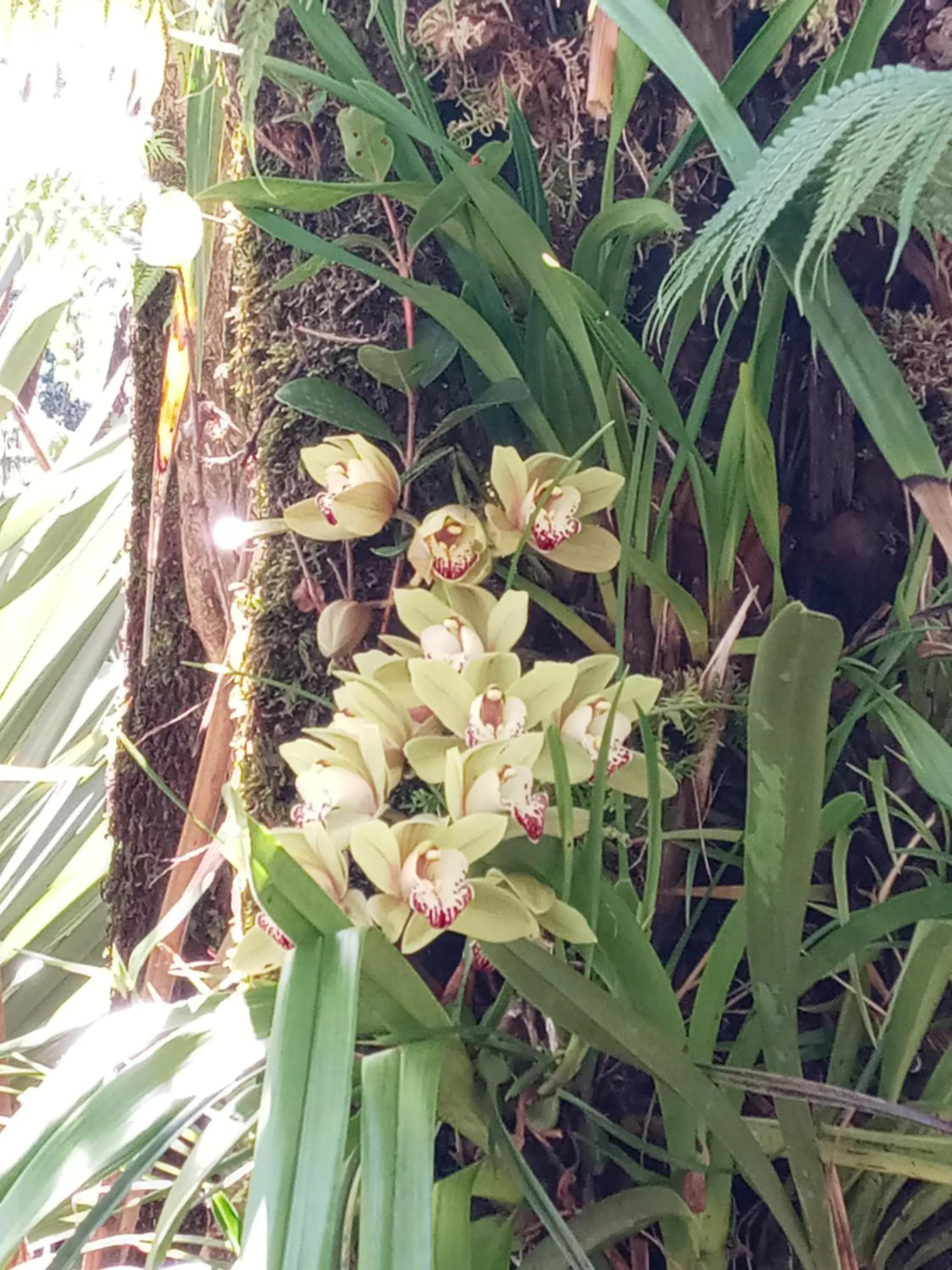 Garden in Aloha Crater Lodge