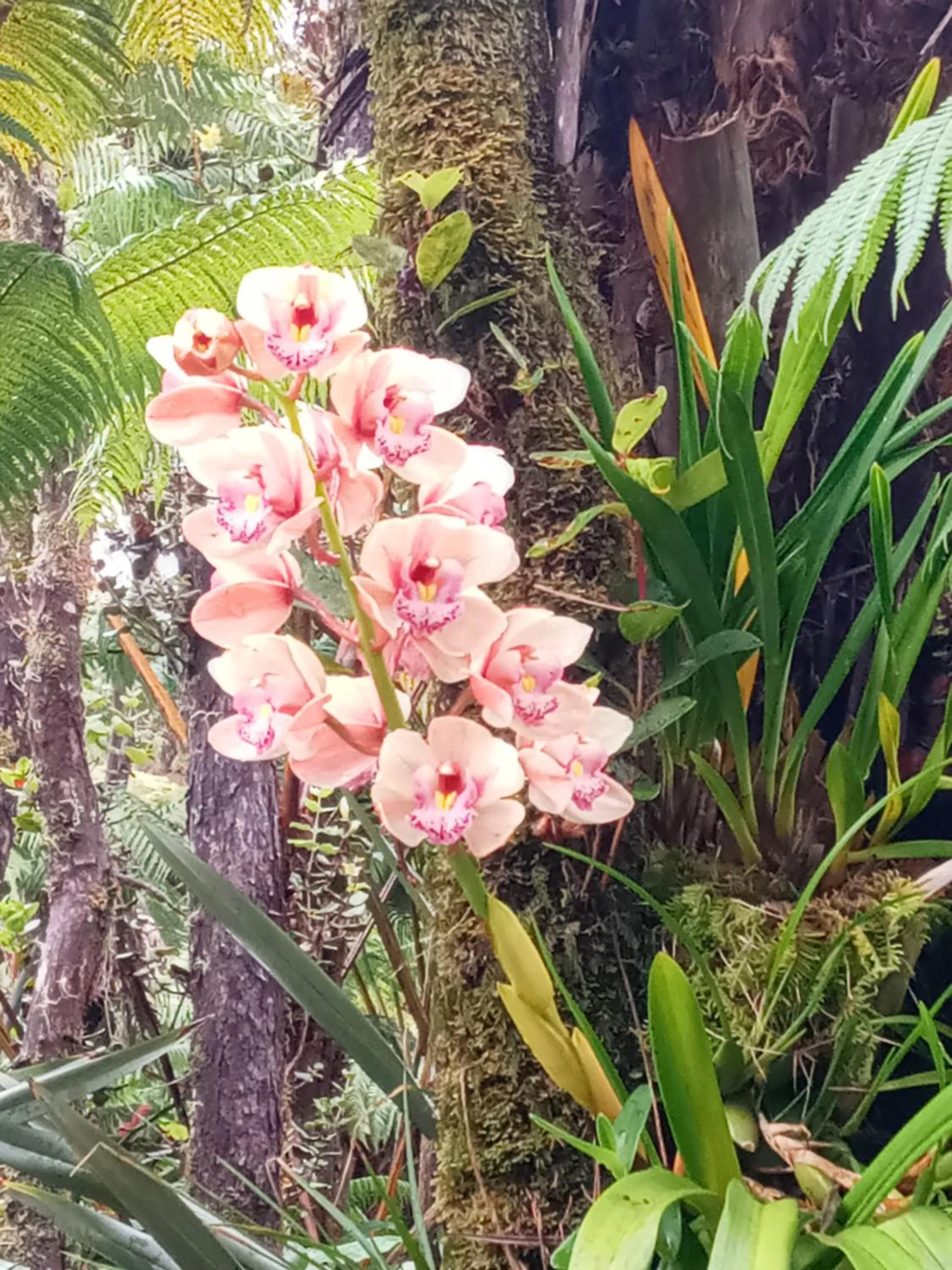 Garden in Aloha Crater Lodge