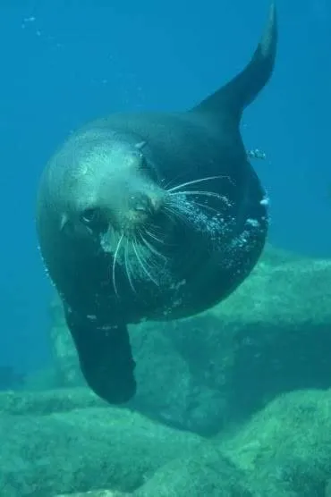 Animals in Loreto Playa Boutique Hotel