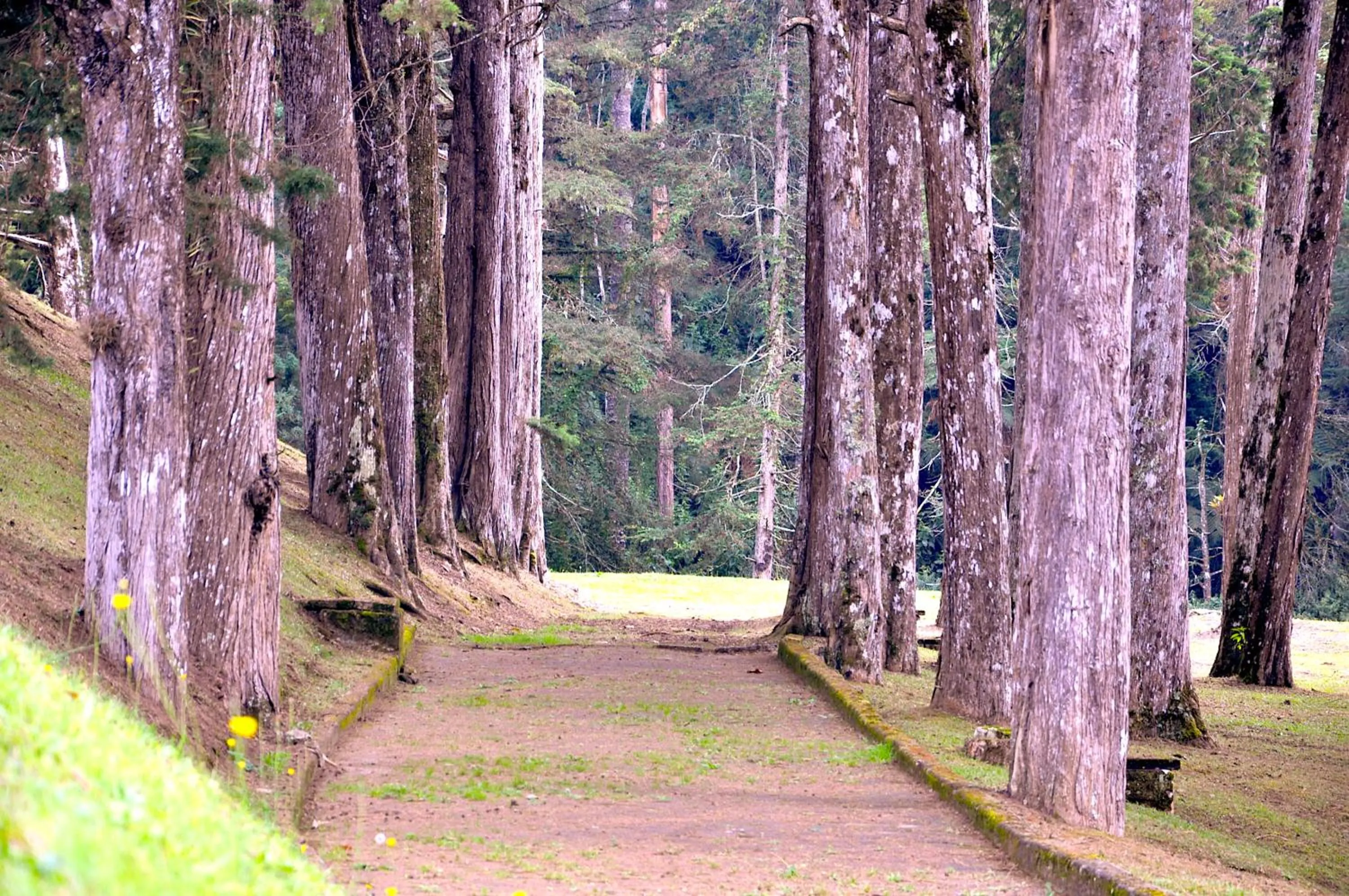 Garden in Hotel Platanus