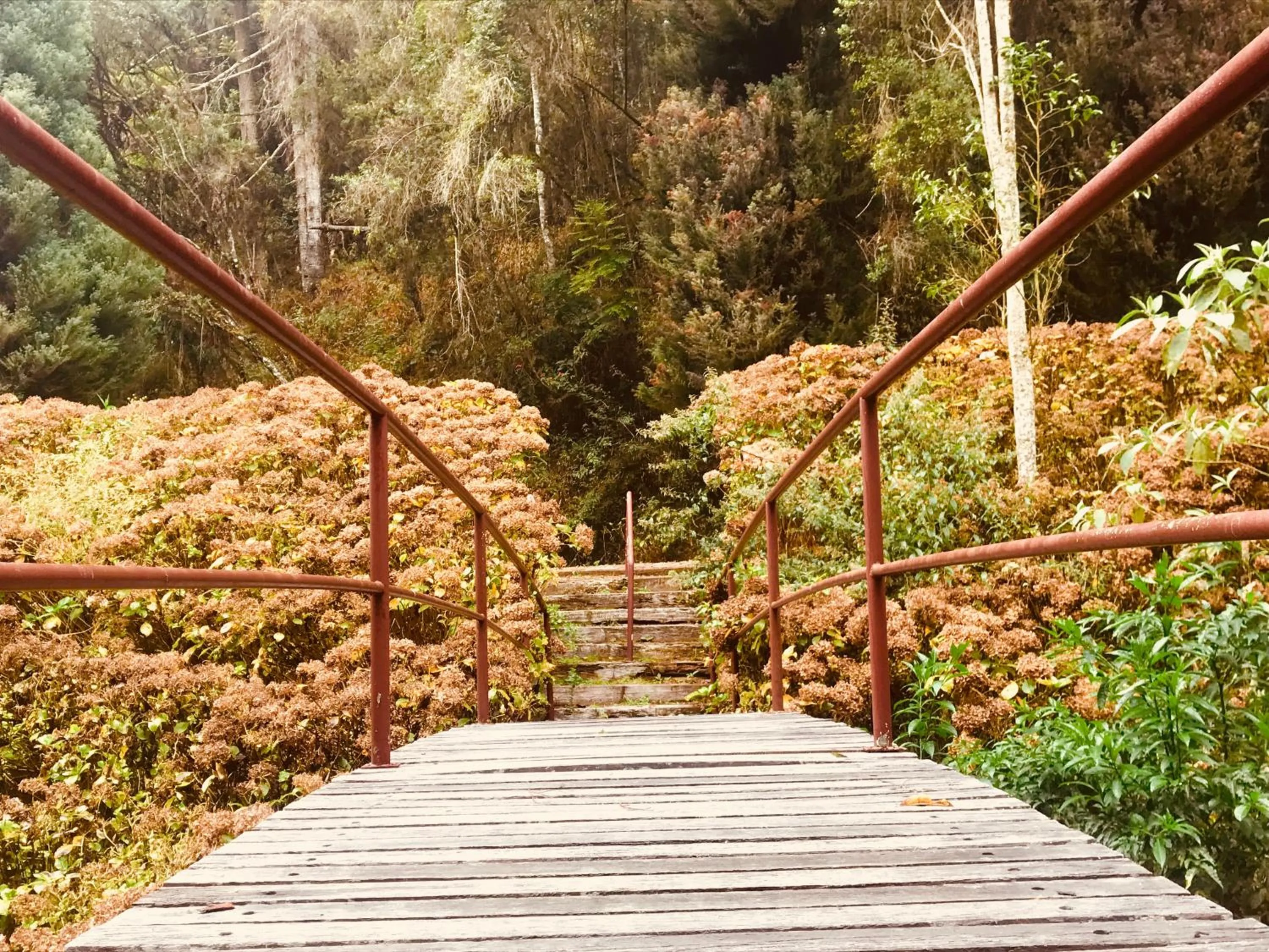 Garden in Hotel Platanus