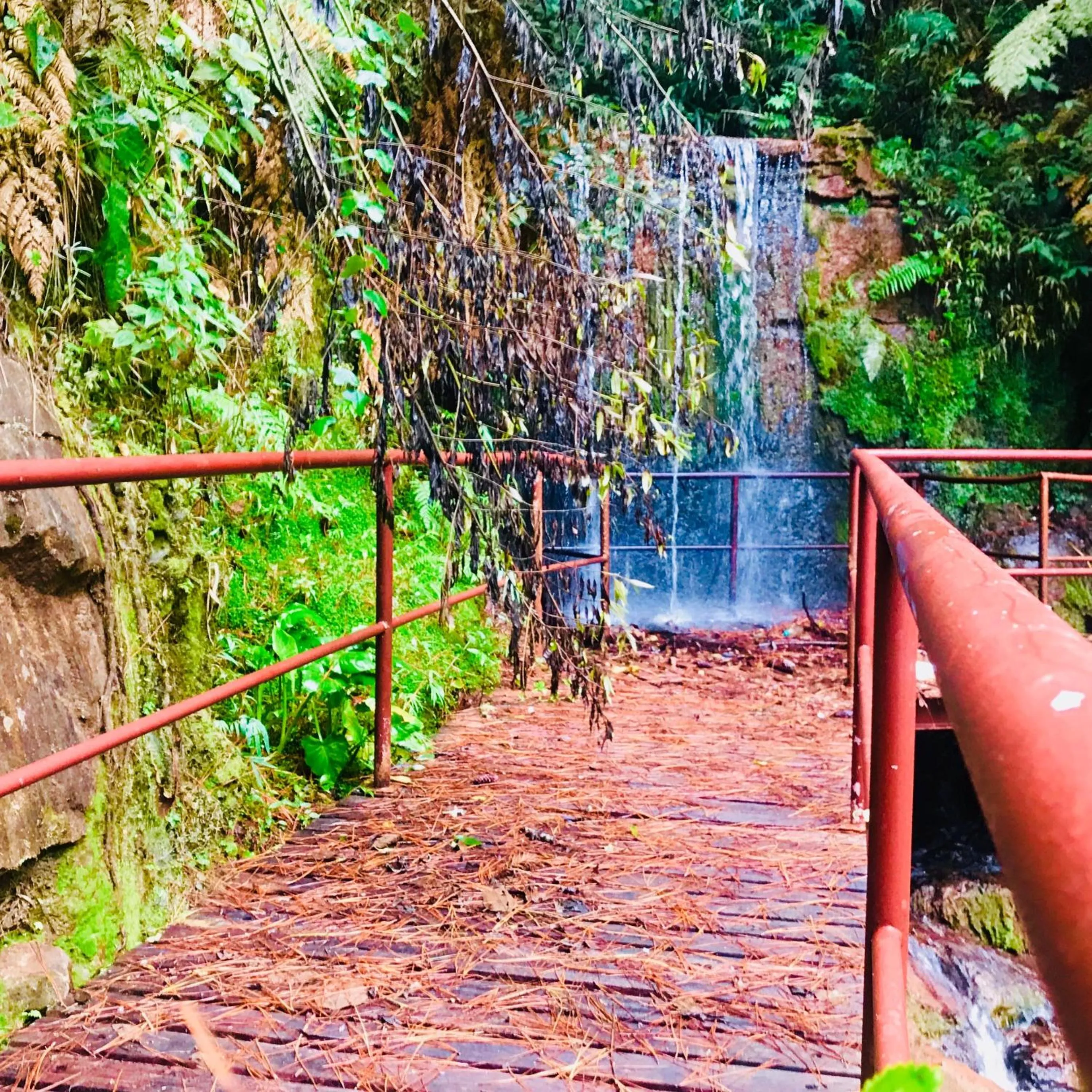 Garden in Hotel Platanus