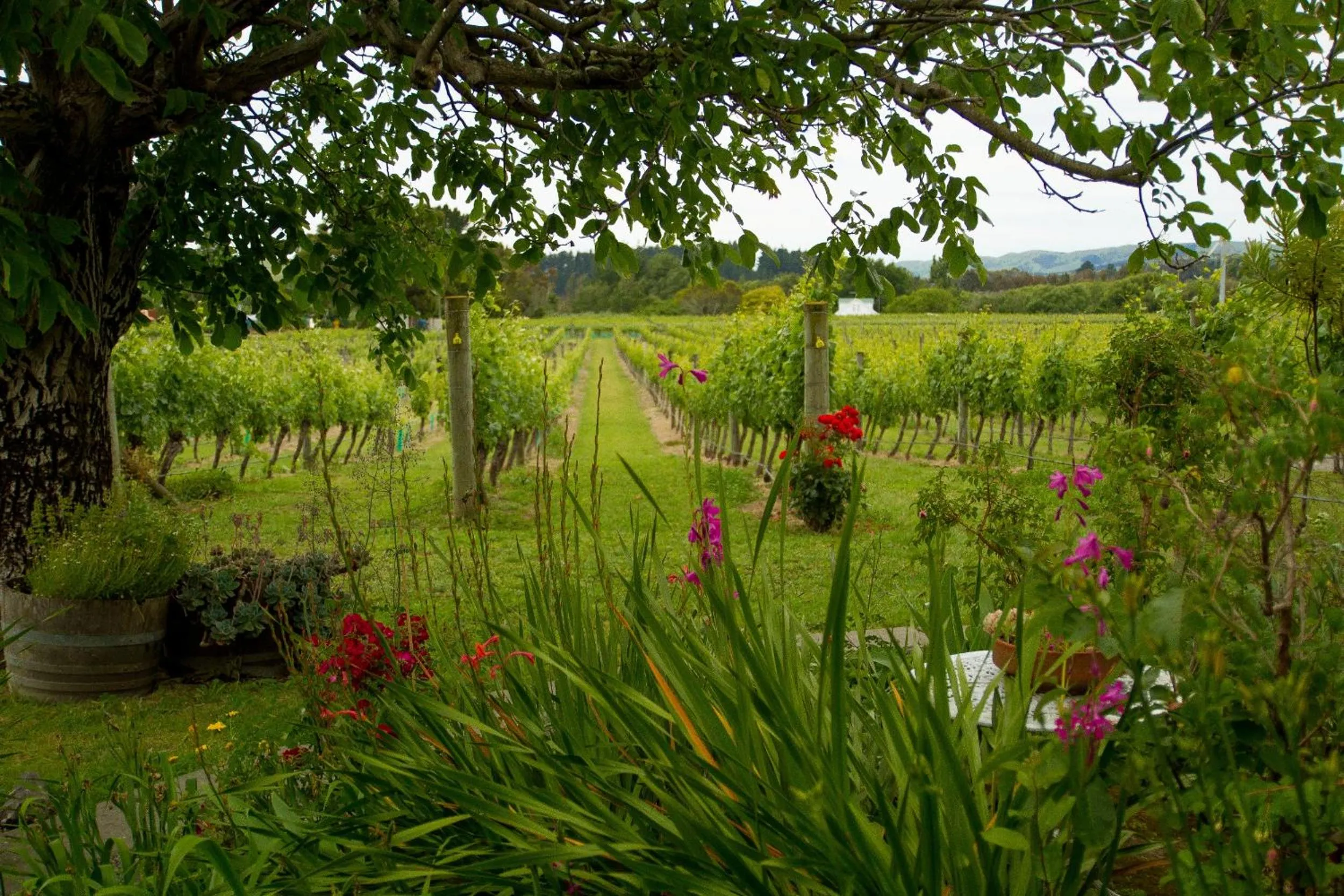 Margrain Vineyard Villas