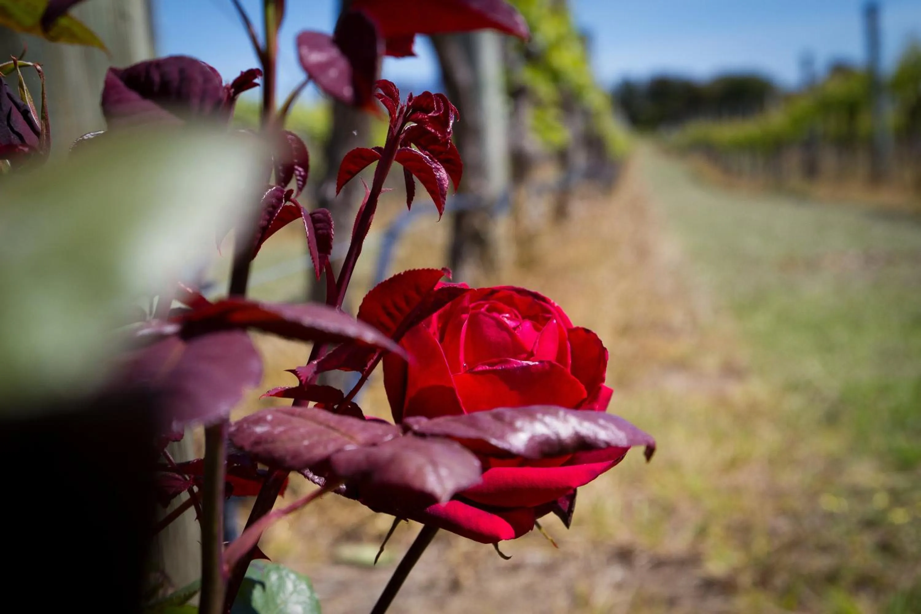 Other in Margrain Vineyard Villas