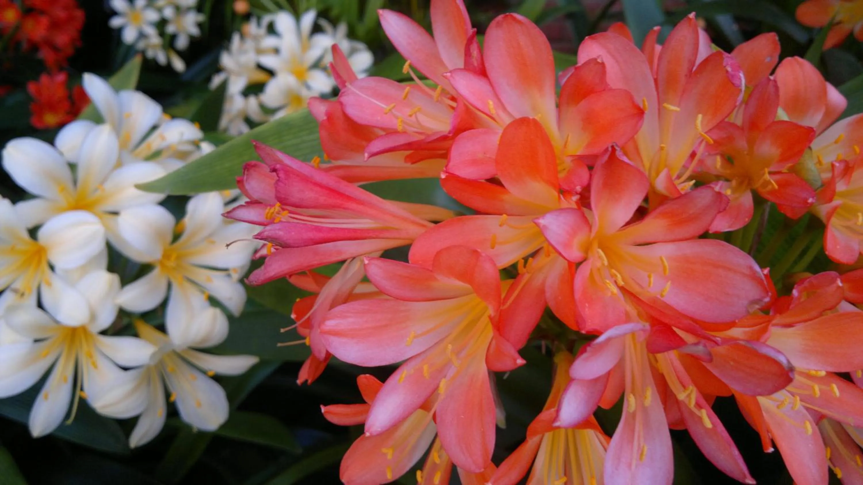 Garden in Serendipity Country House & Restaurant