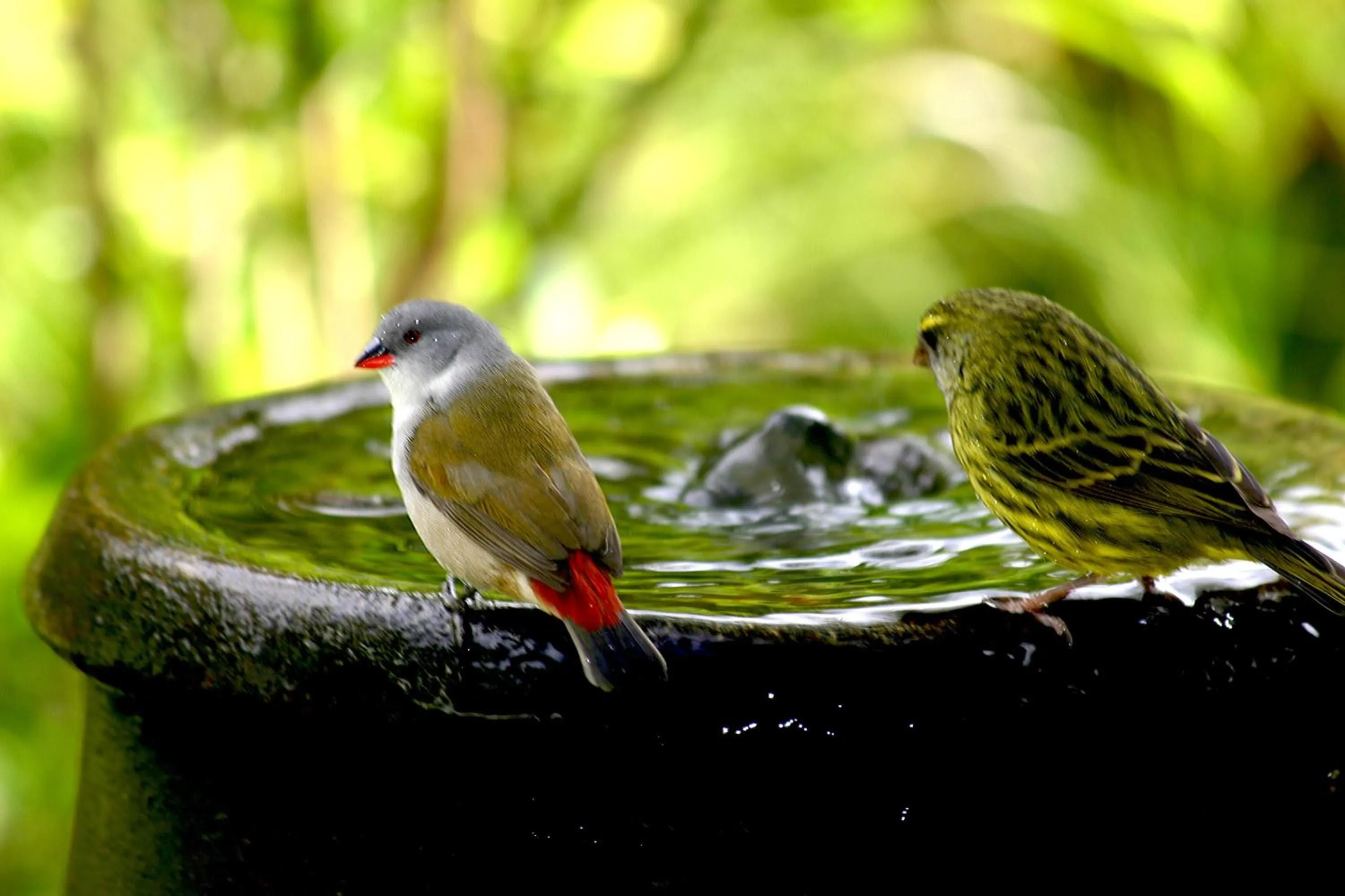 Garden in Serendipity Country House & Restaurant