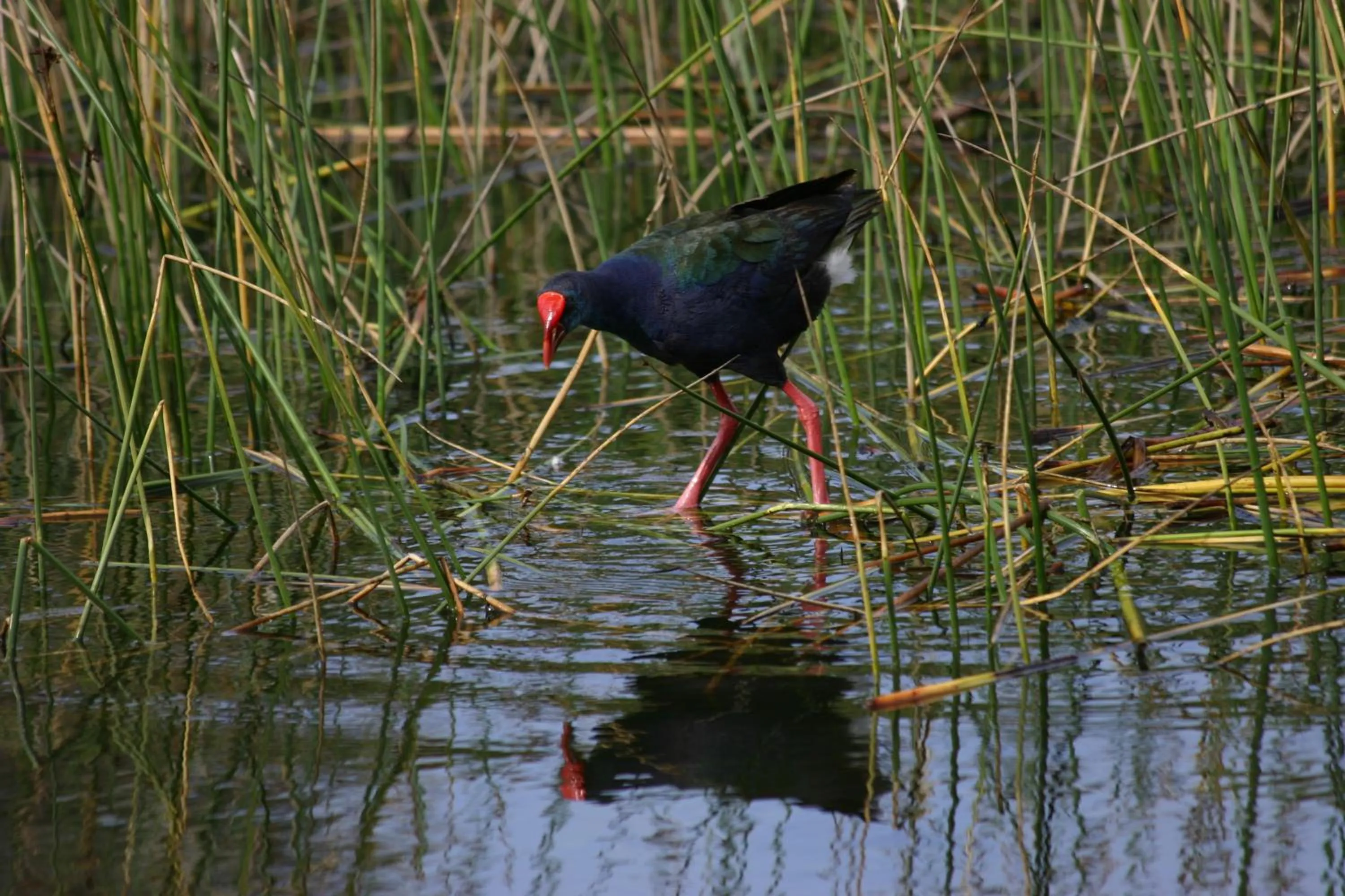 Area and facilities in Serendipity Country House & Restaurant