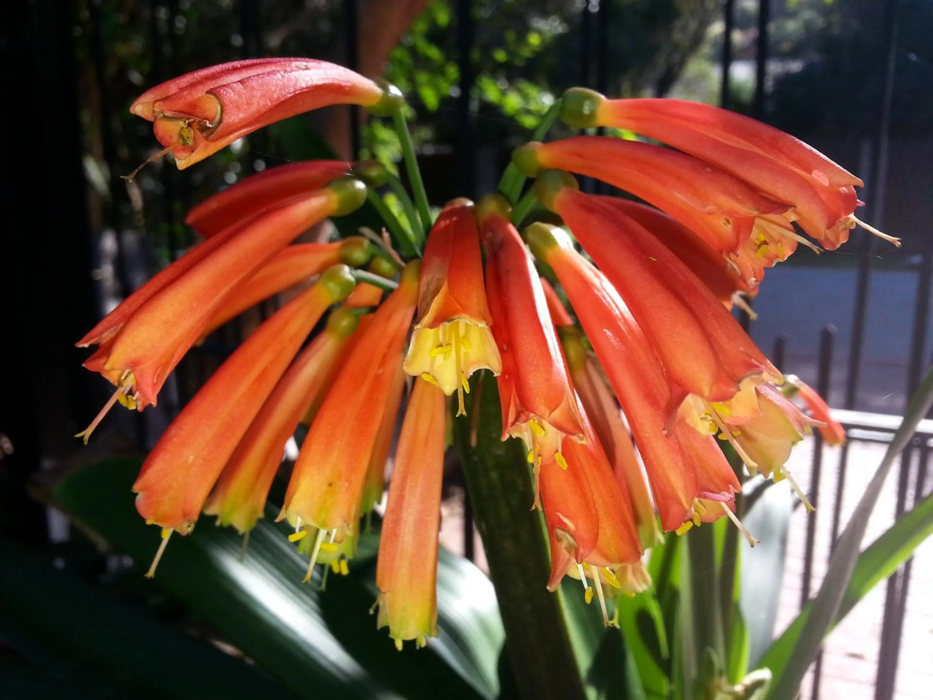 Garden in Serendipity Country House & Restaurant