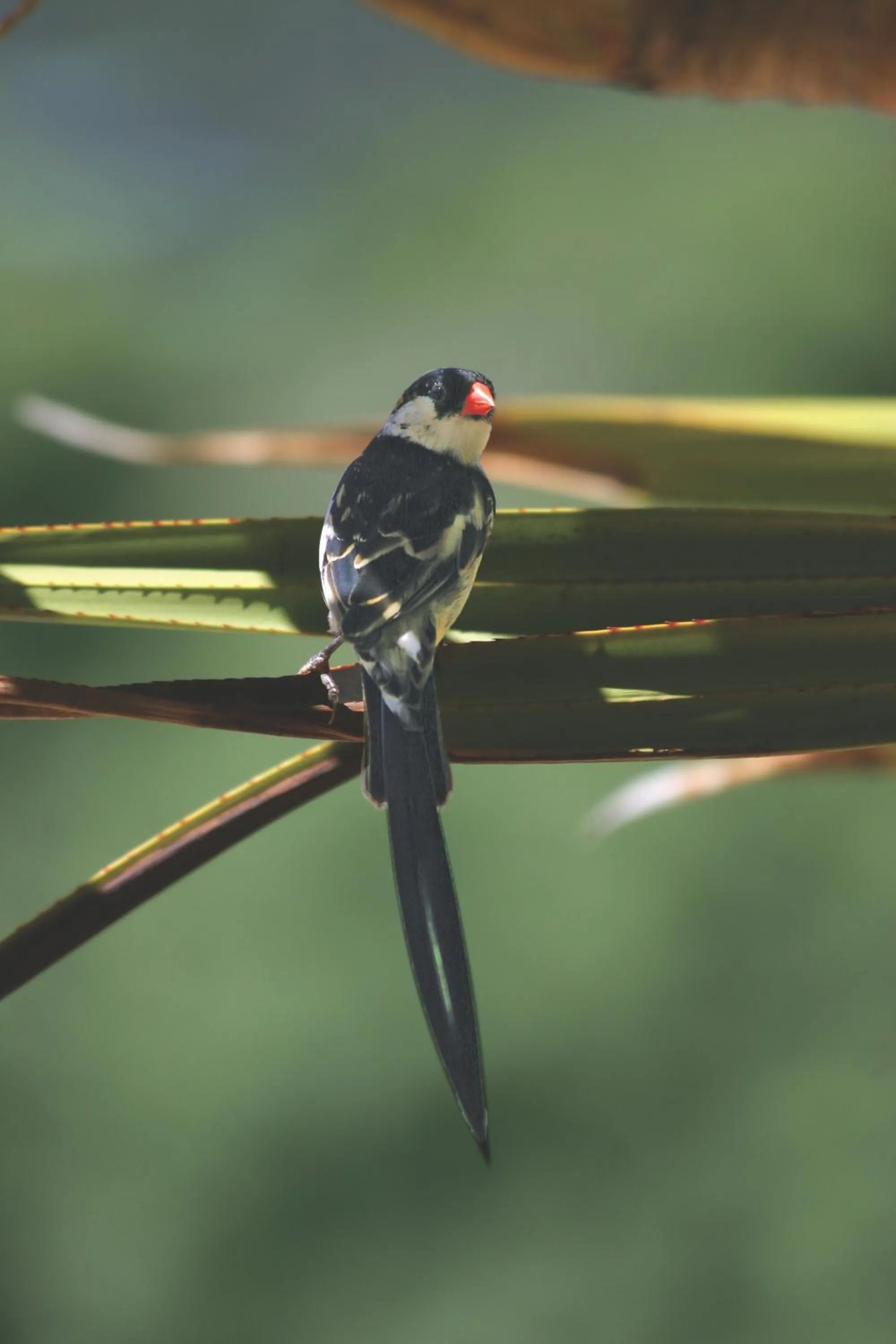 Garden in Serendipity Country House & Restaurant