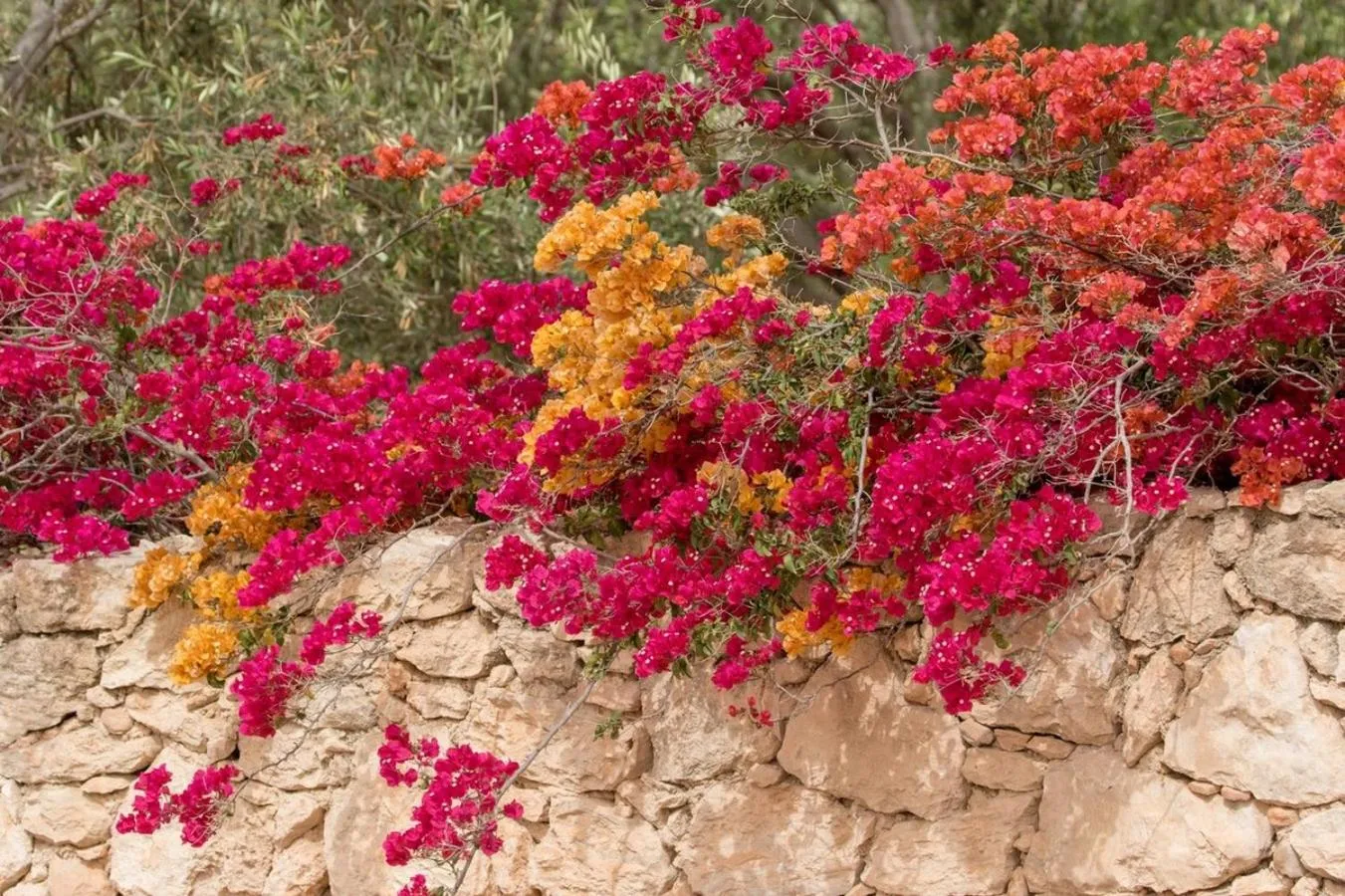 Natural landscape in Riad Douar Des Oliviers