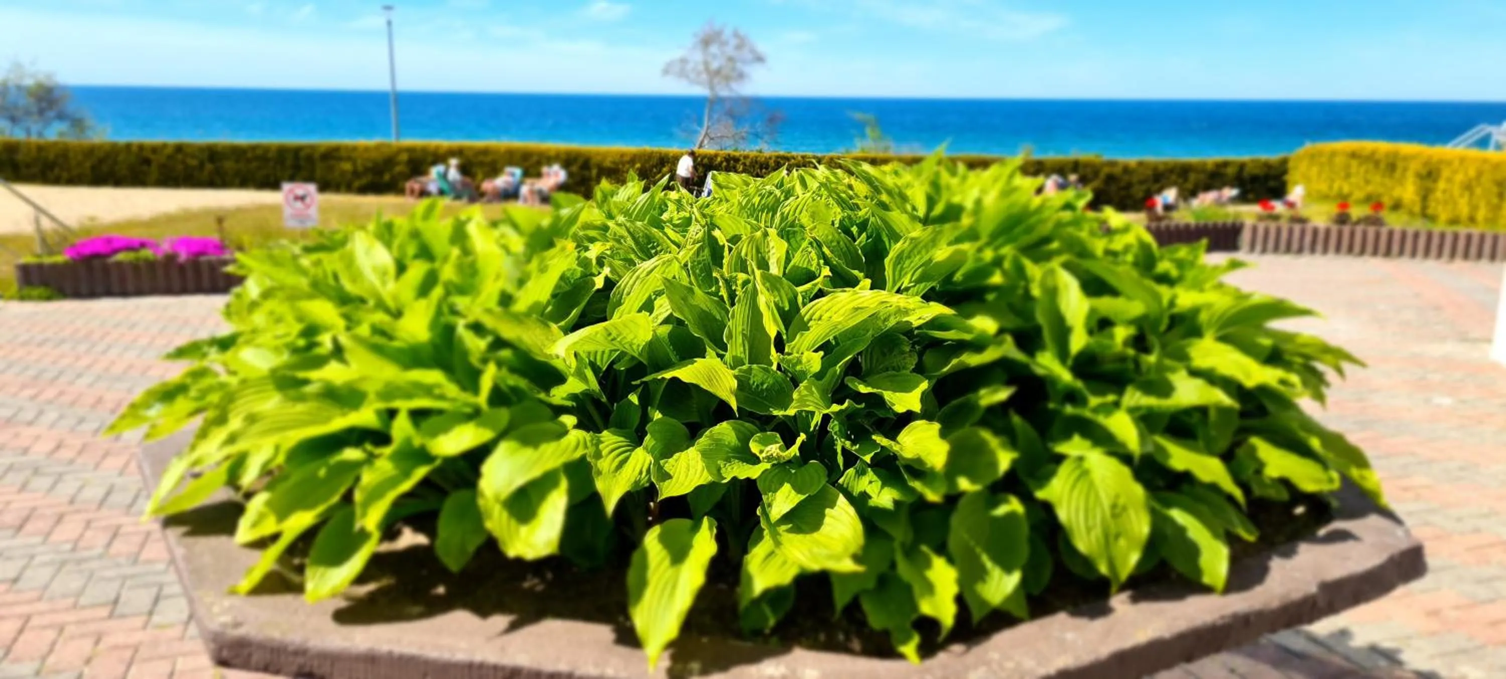 Garden view in Ośrodek Wypoczynkowy Gwarek Ustronie Morskie