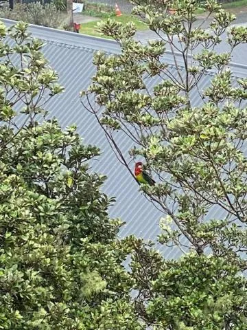 Neighbourhood in Bellrock Lodge