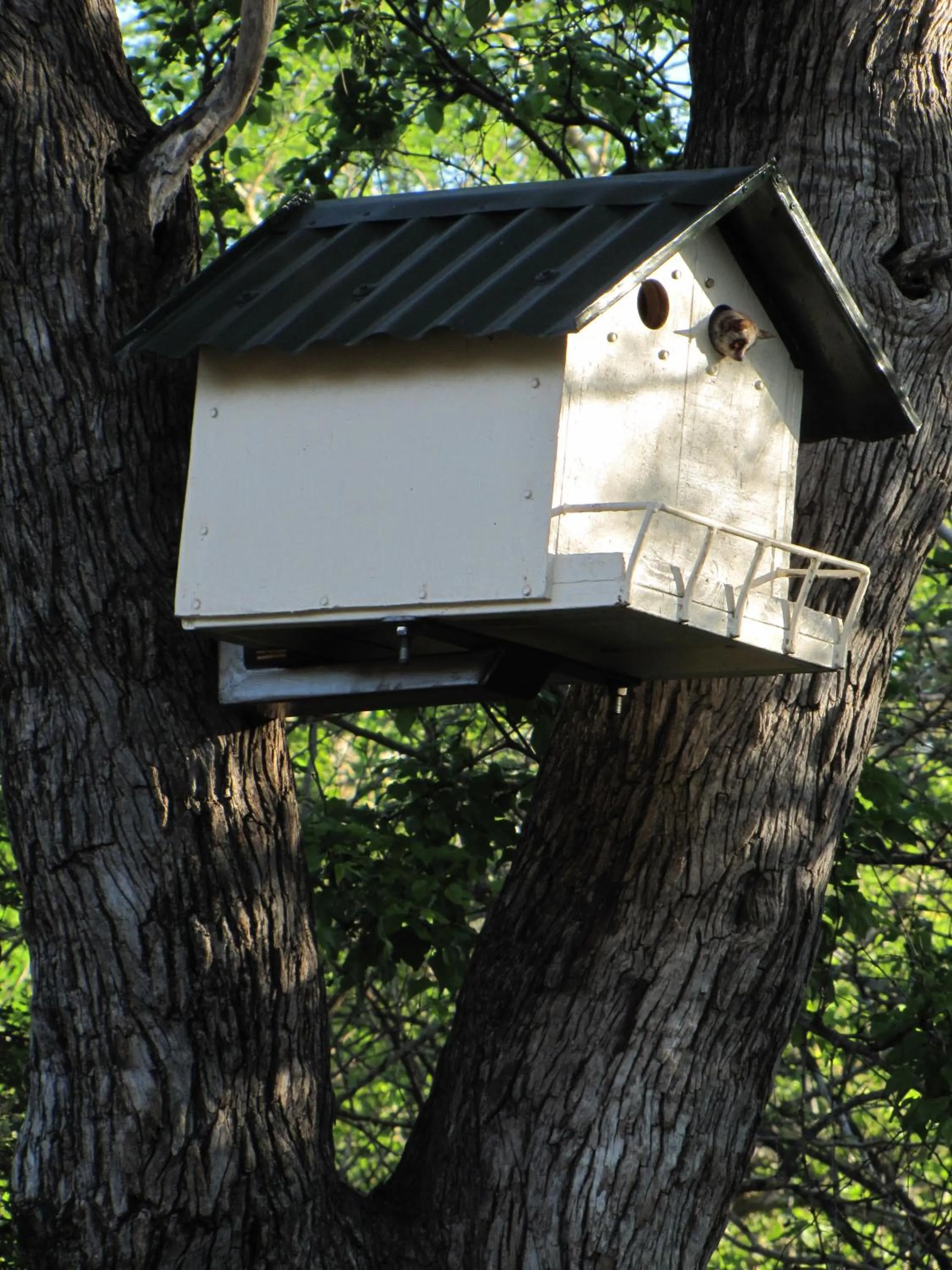 Animals in SERENITY Du Bois Lodge