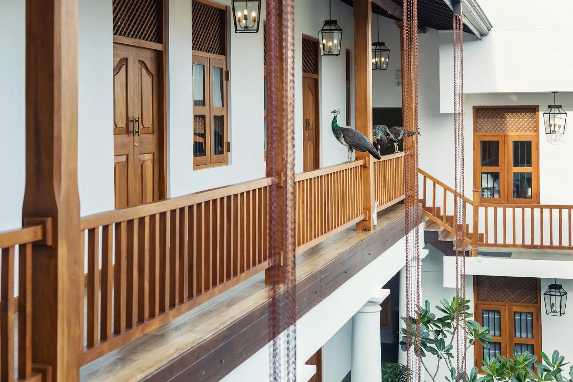 Animals in Yara Galle Fort