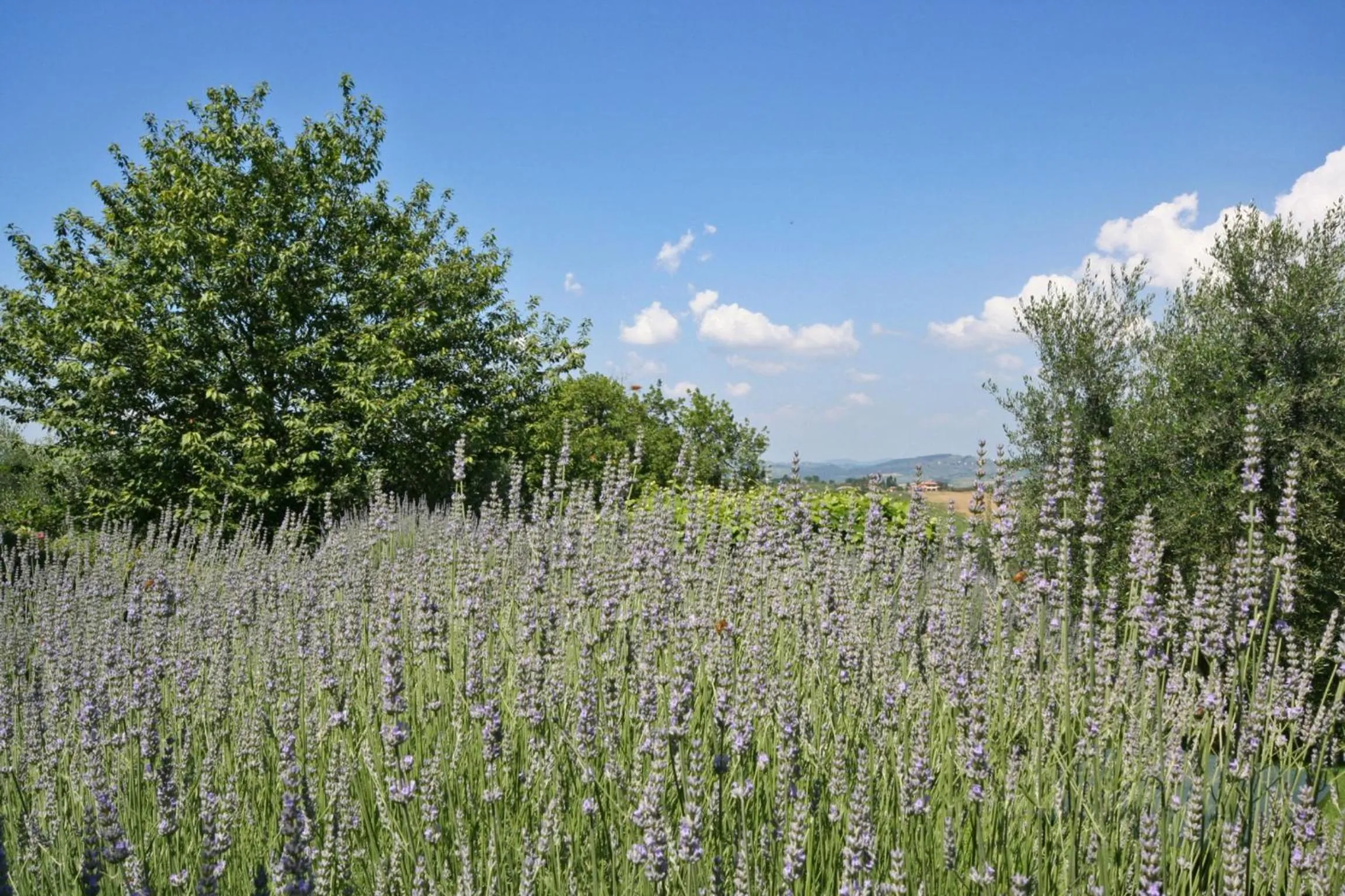 View (from property/room) in Podere Il Pino