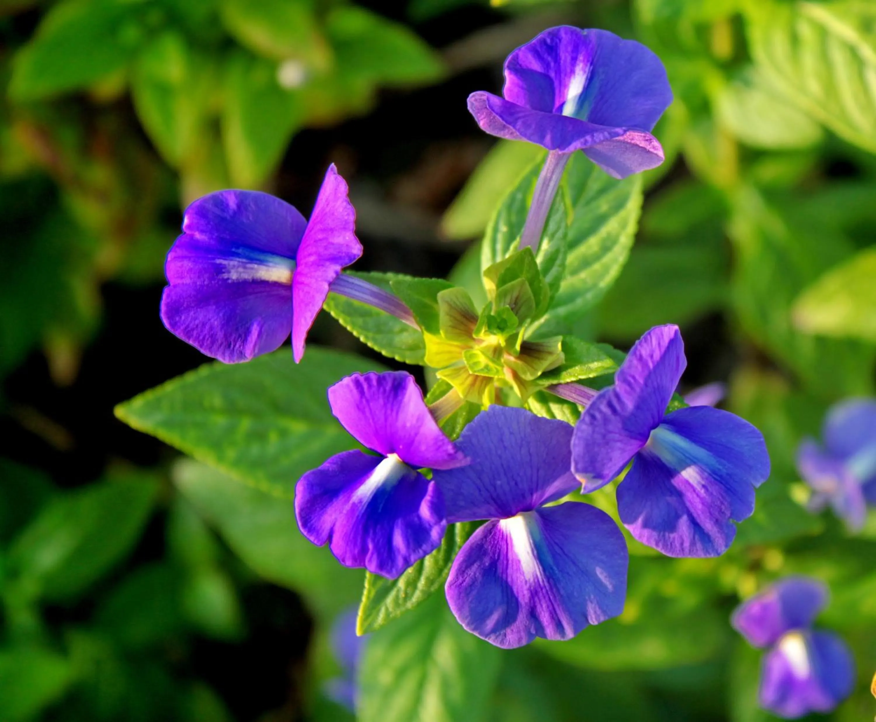 Garden in Perennial Resort