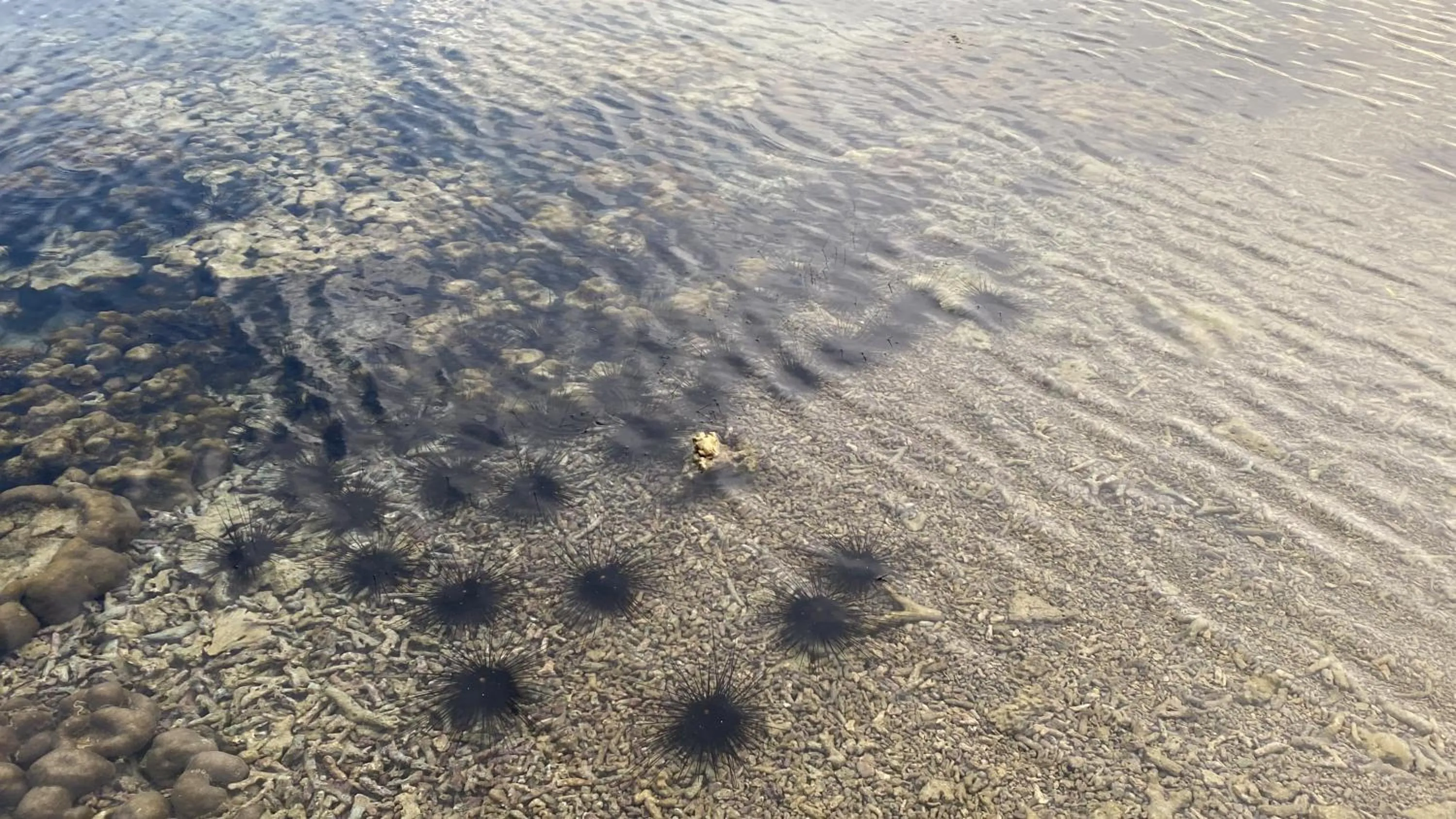 Beach in Perennial Resort