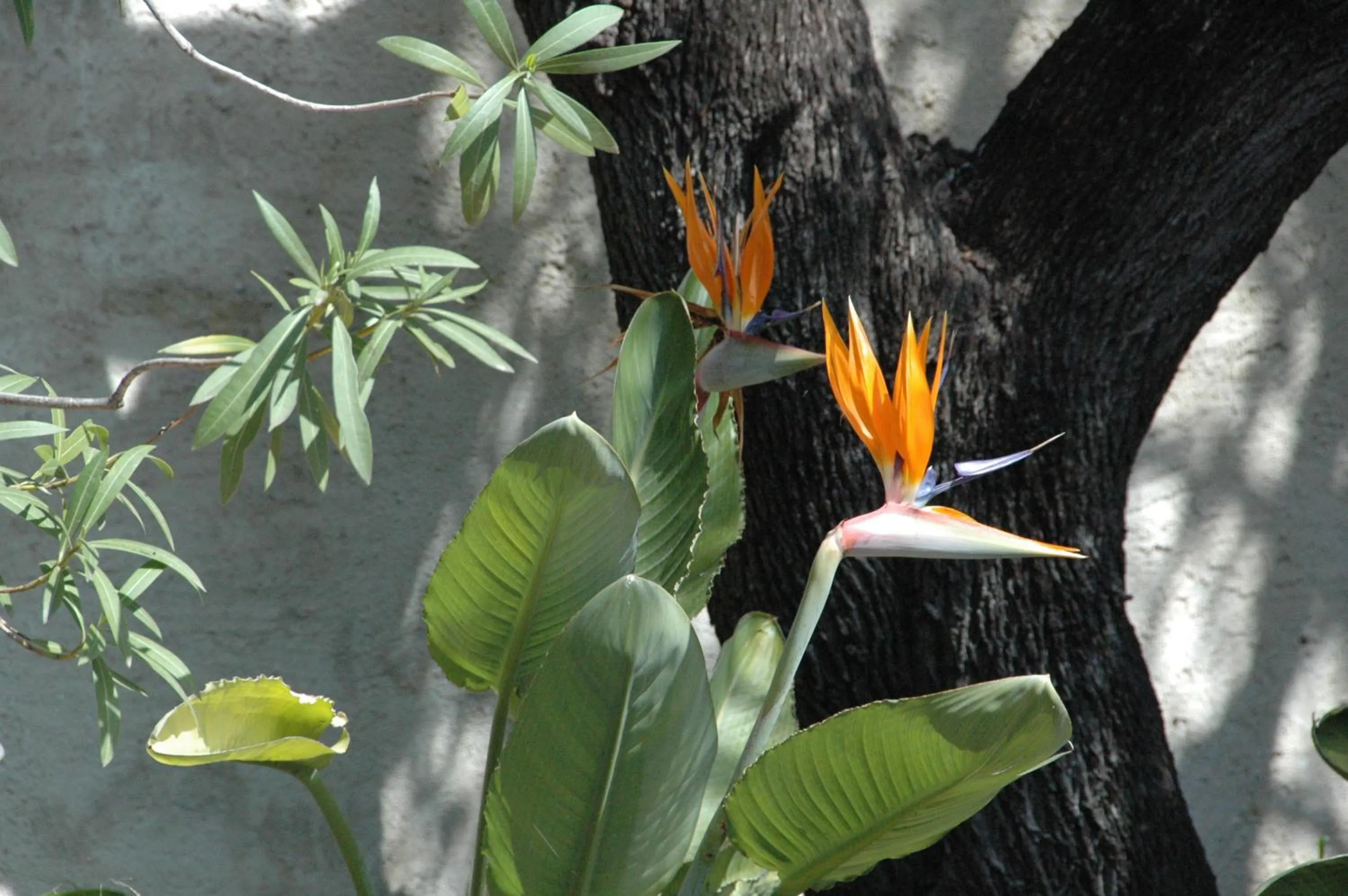 Garden in Le Vieux Logis Chambres d'Hôtes