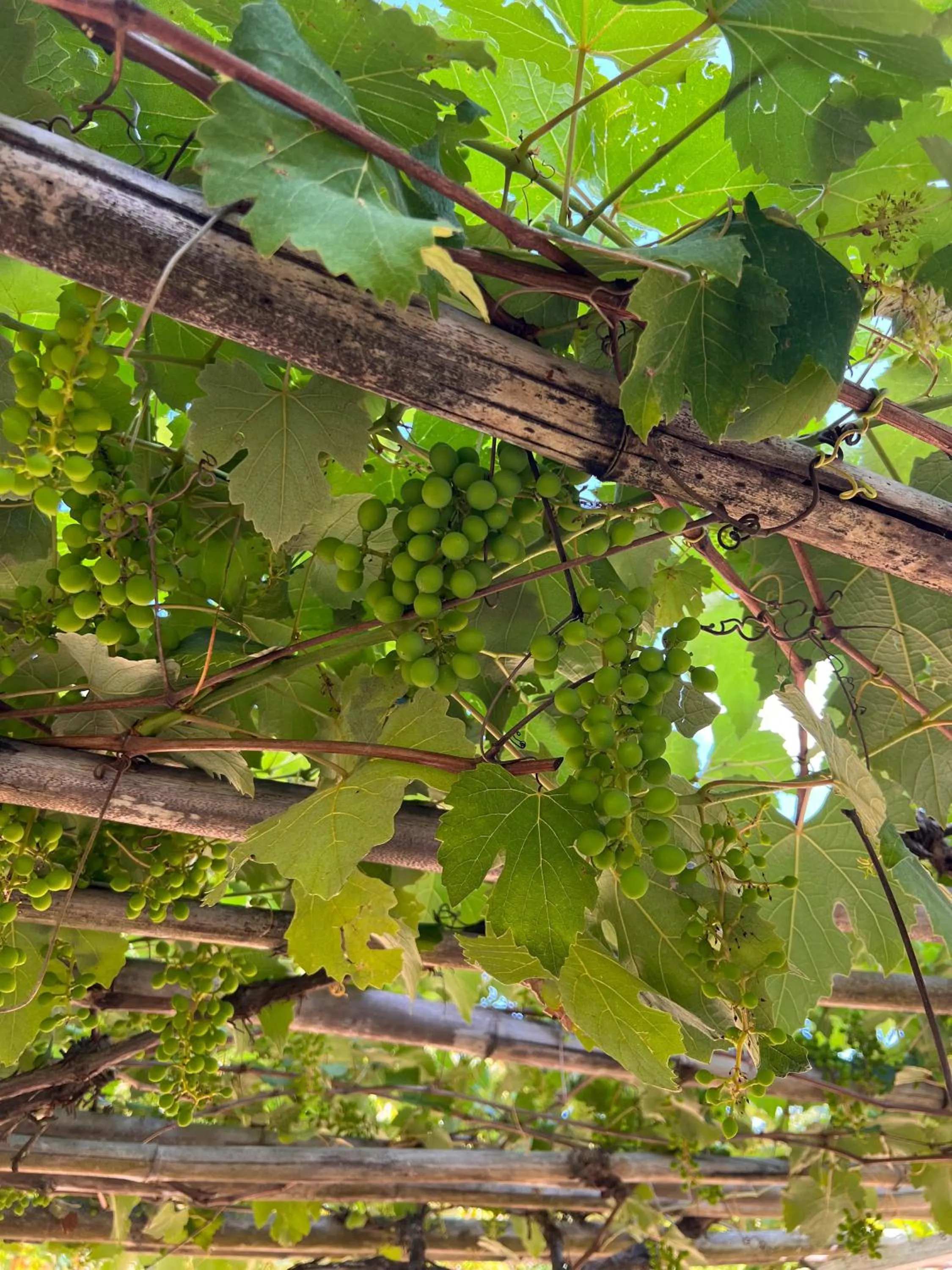 Garden in Pousada Vagalume
